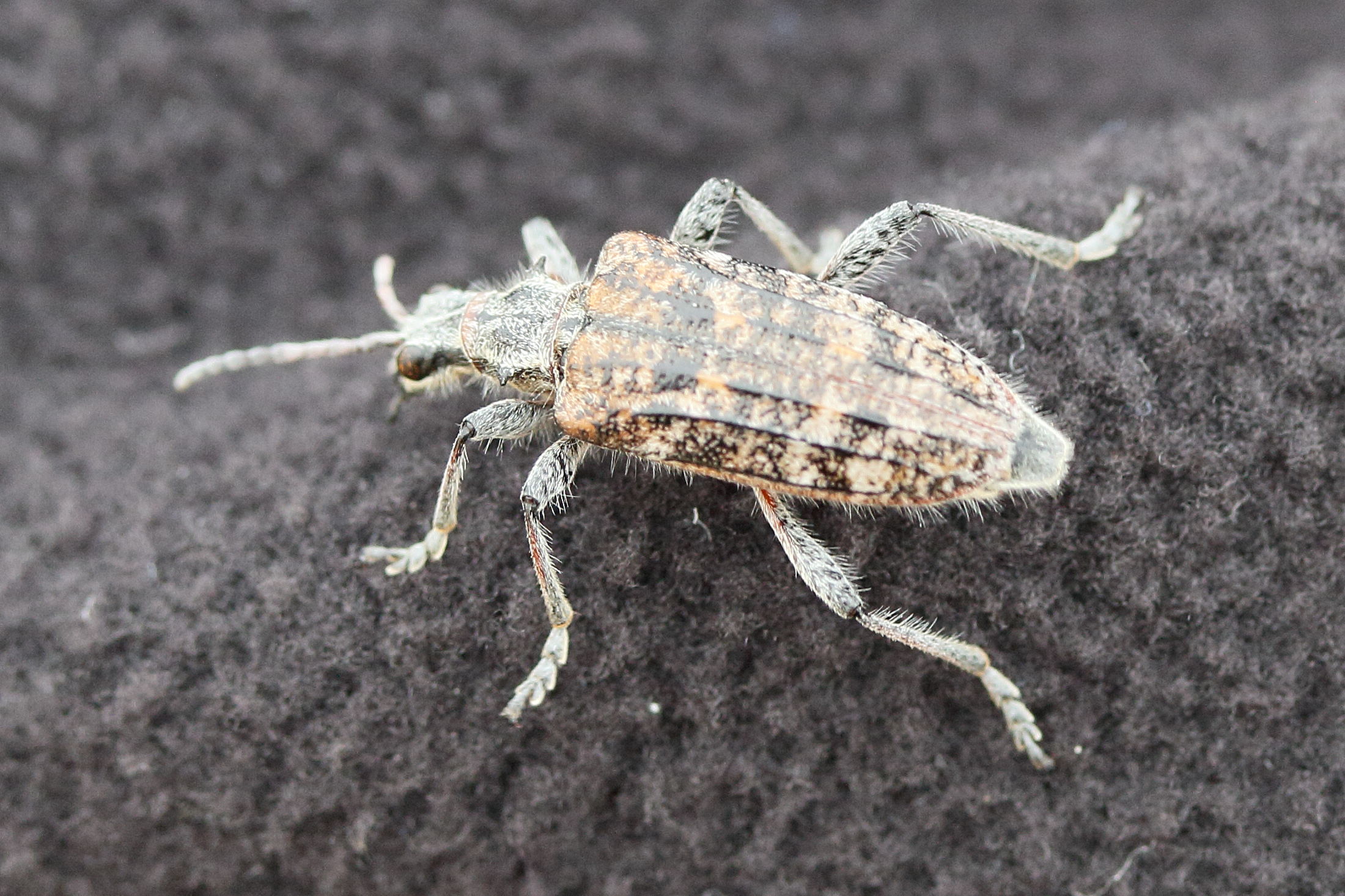 rhagium_inquisitor2md