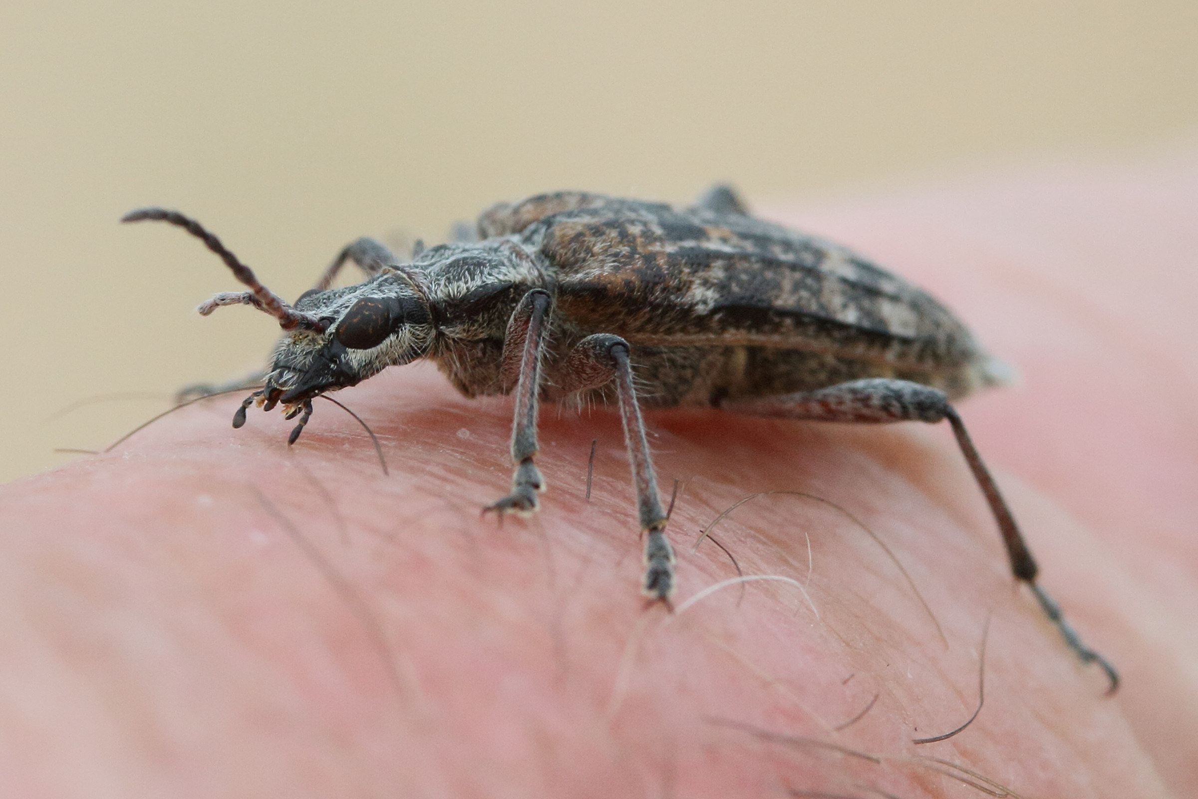 rhagium_inquisitor3md