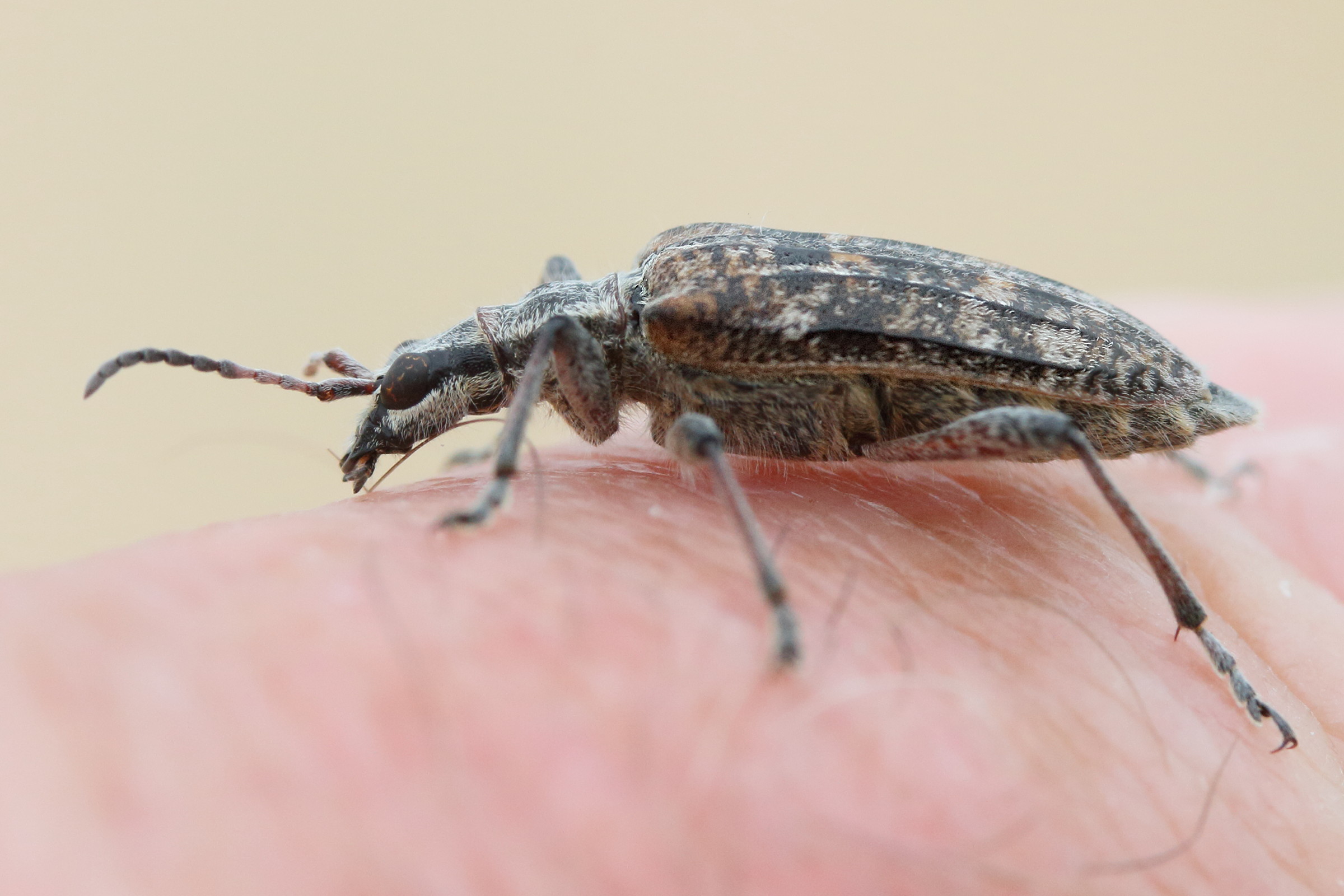 rhagium_inquisitor4md