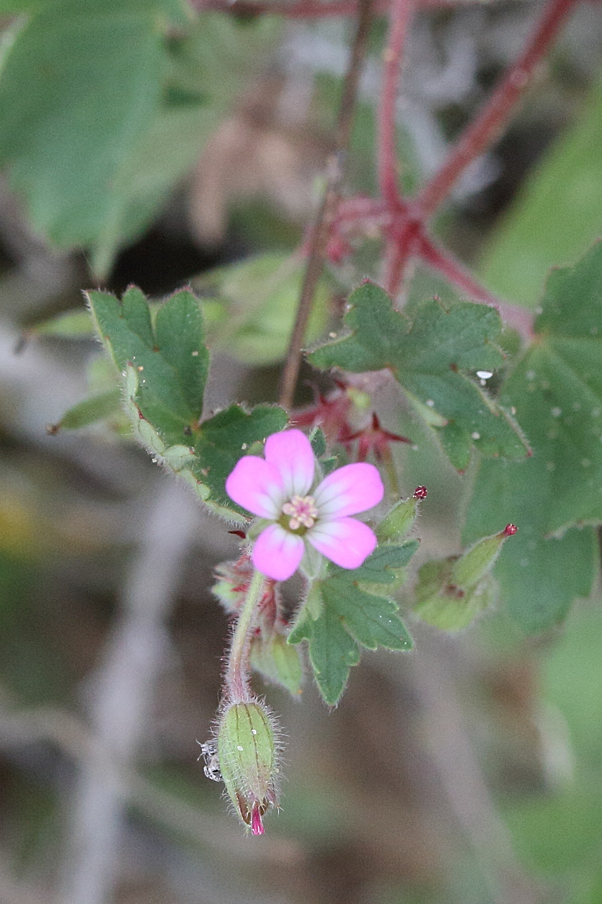 geranium_rotundifolium4md