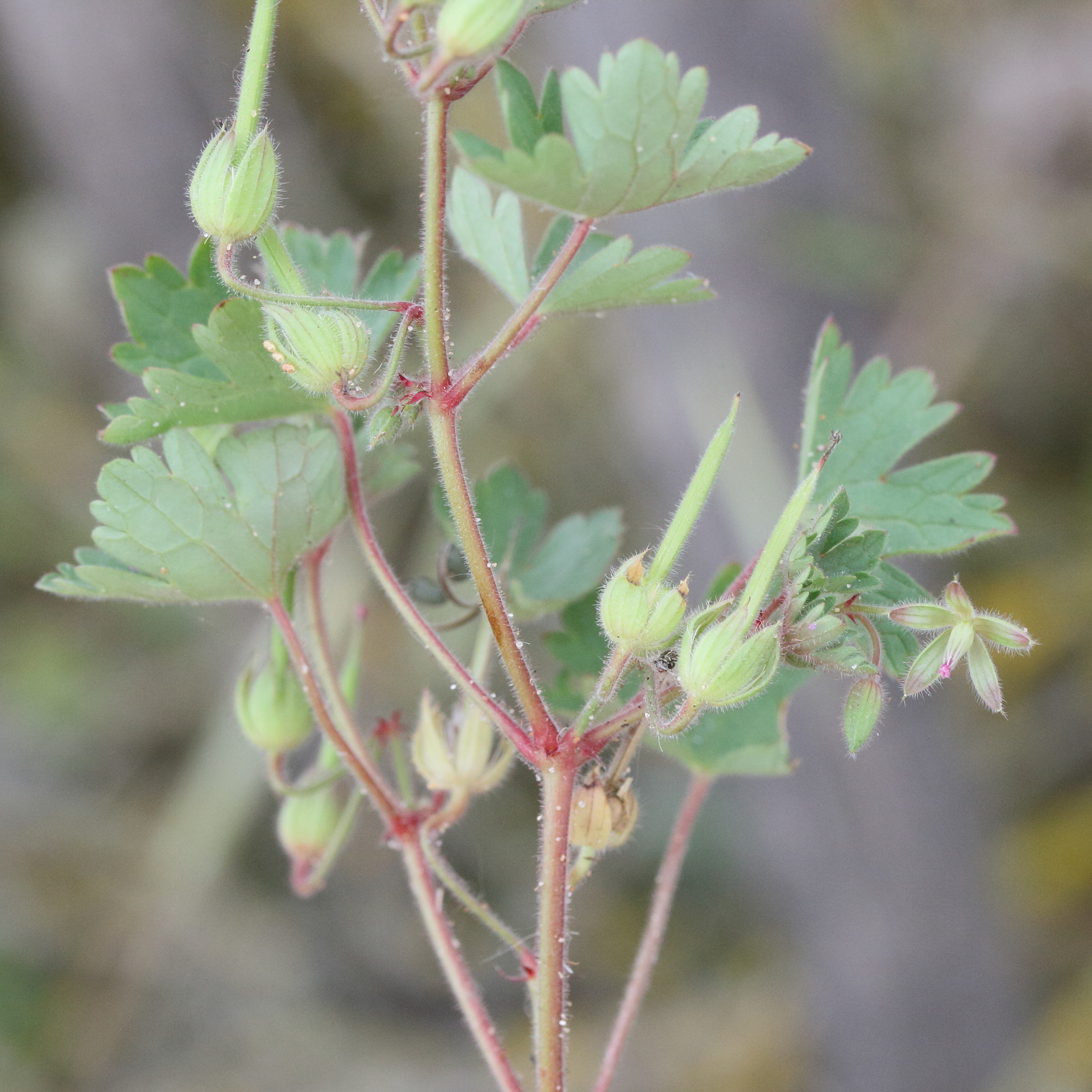 geranium_rotundifolium5md