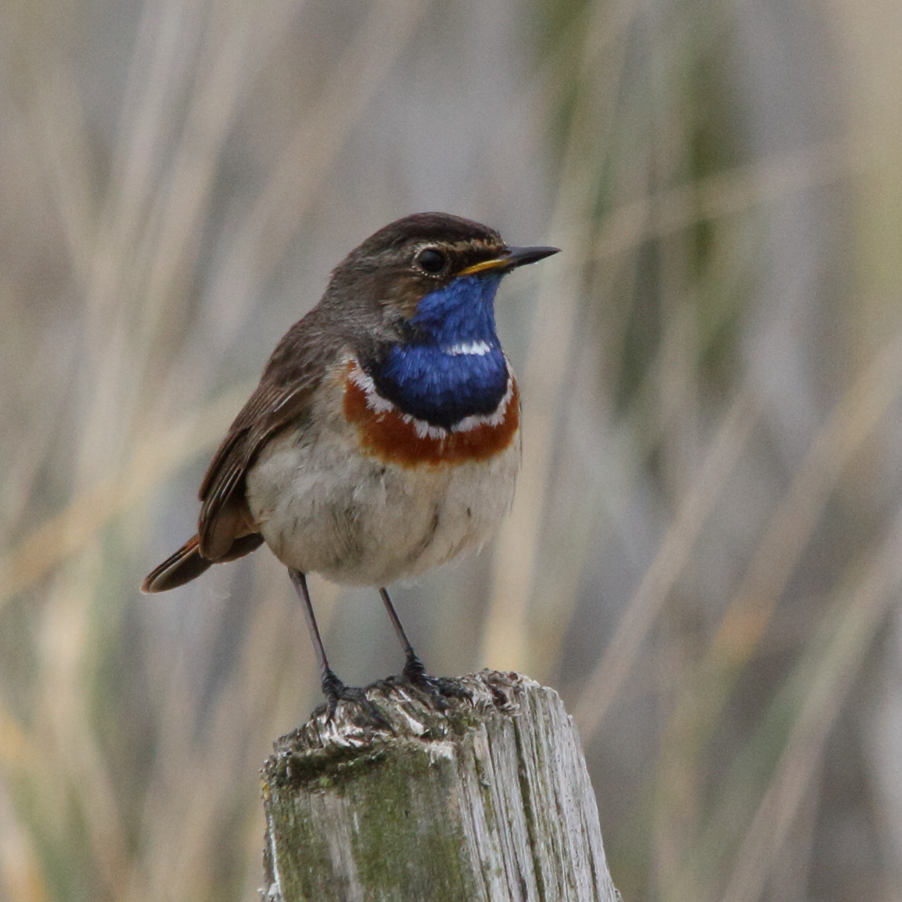 gorgebleue_à_miroir_-_luscinia_svecica1md