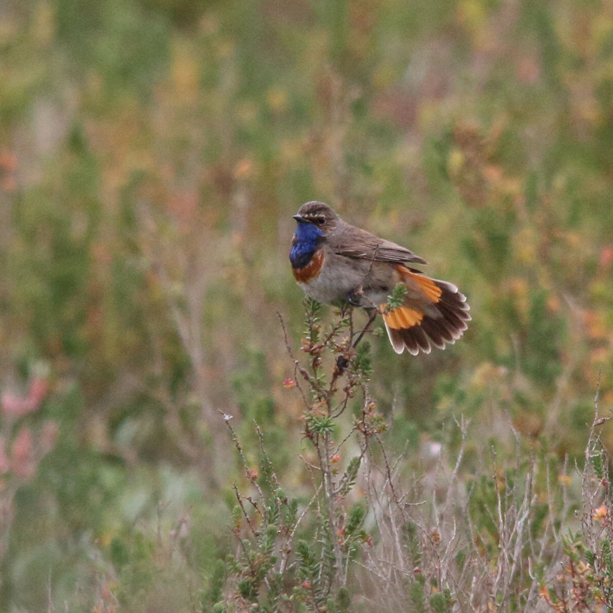 gorgebleue_à_miroir_-_luscinia_svecica4md