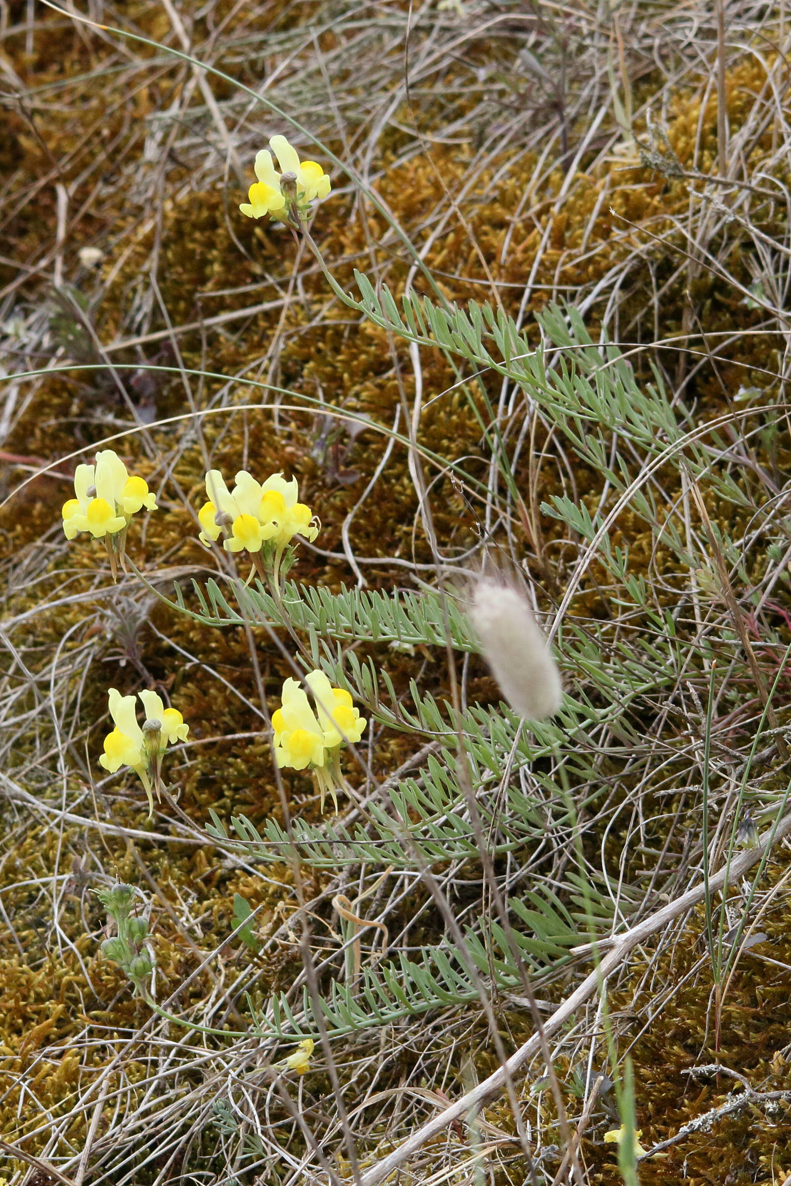 Afficher le média linaria_supina3md linaria_supina3md