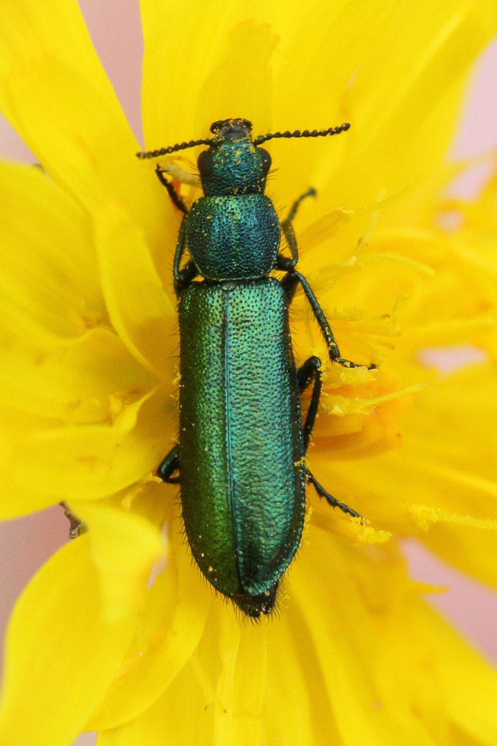 Afficher le média psilothrix_viridicoerulea1md psilothrix_viridicoerulea1md