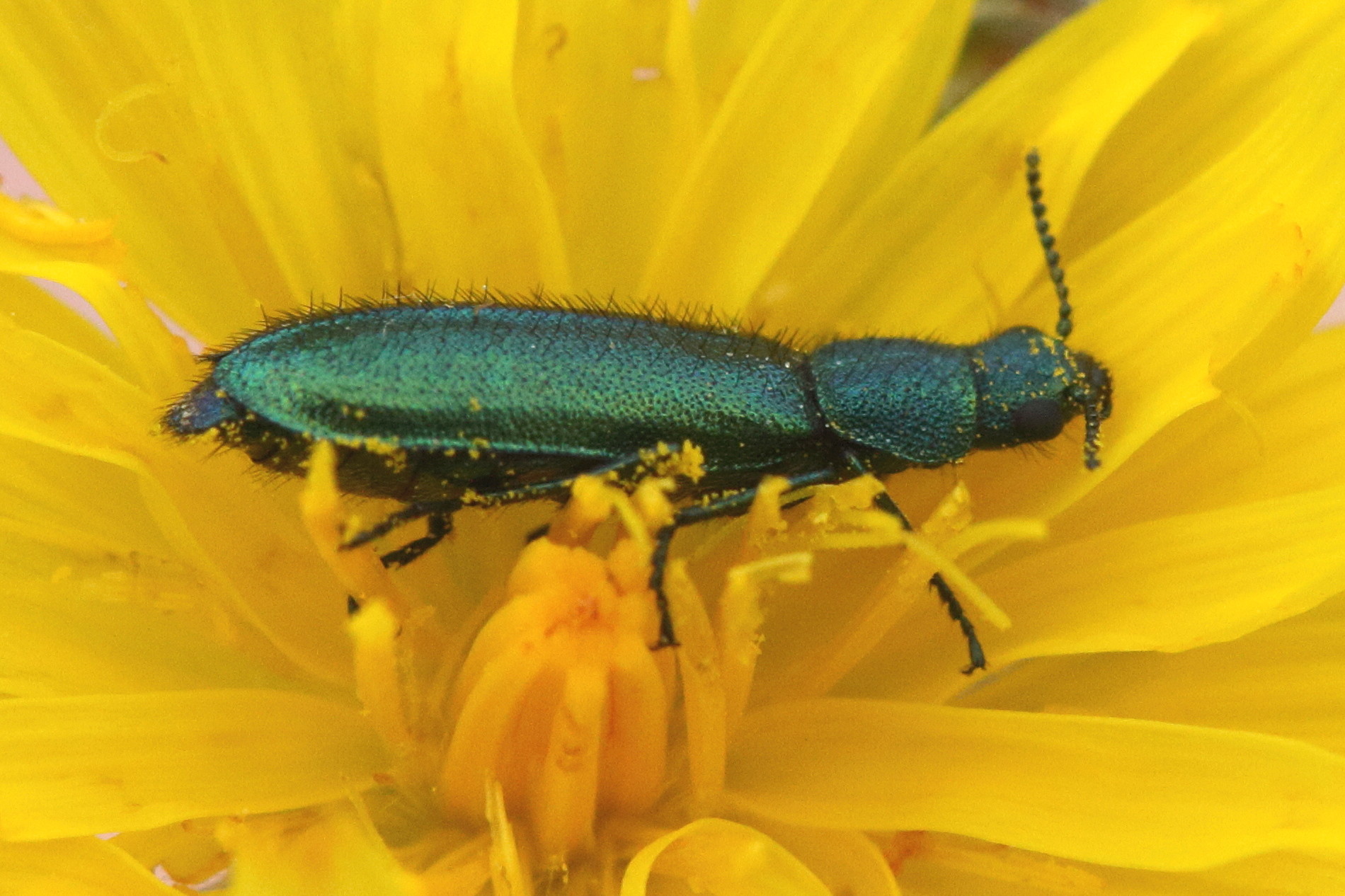 Afficher le média psilothrix_viridicoerulea2md psilothrix_viridicoerulea2md