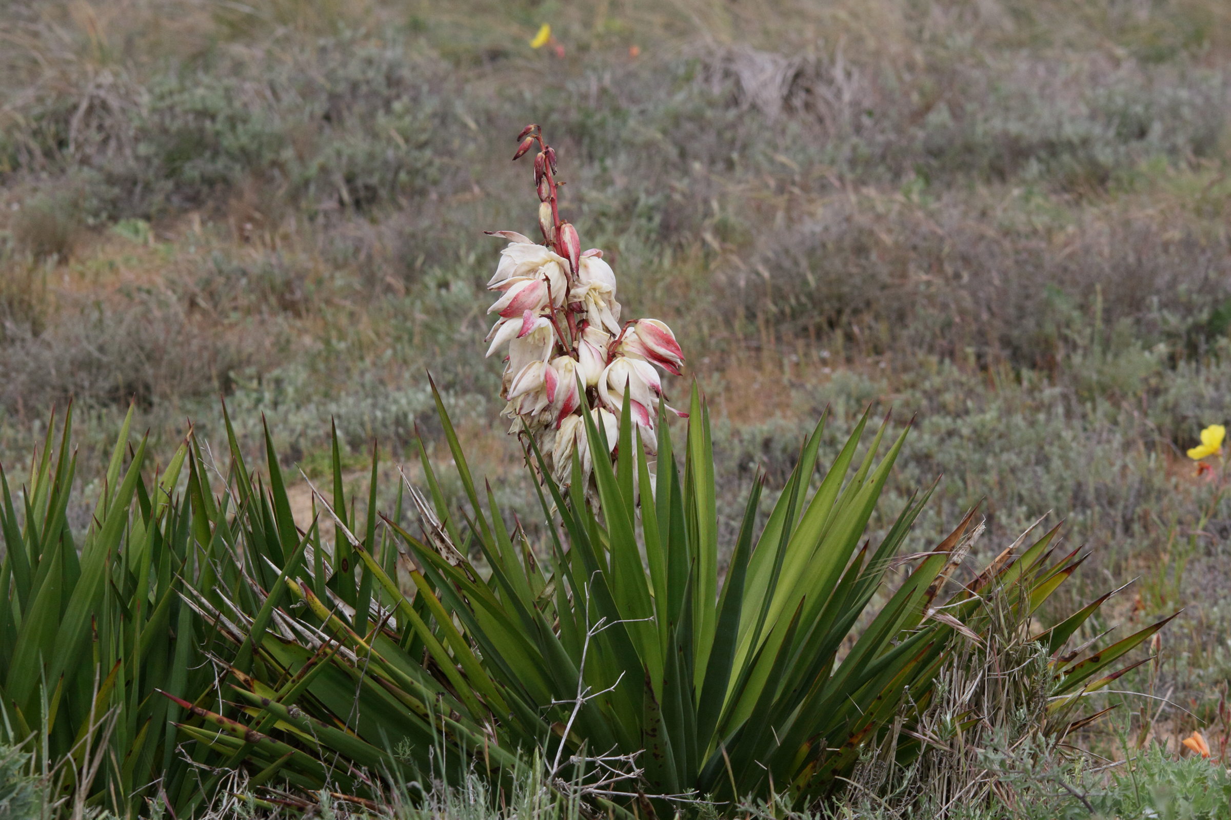 yucca_gloriosa8md