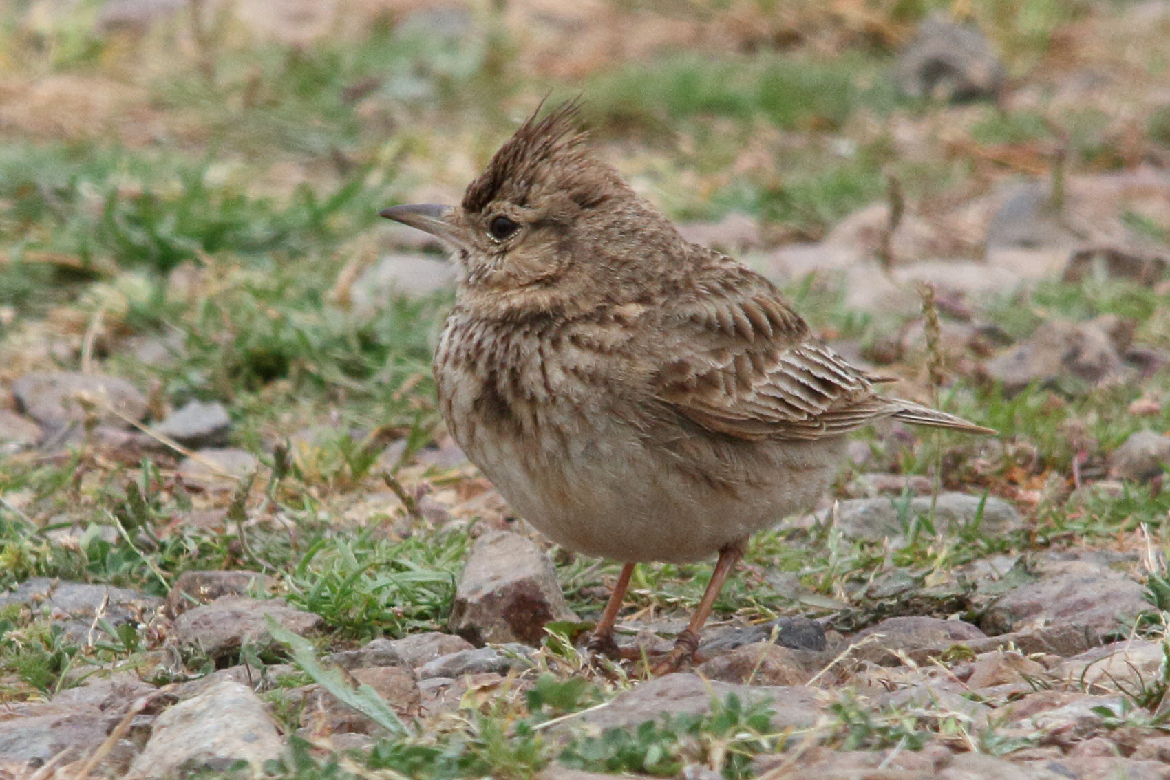 cochevis_huppe_-_galerida_cristata4md