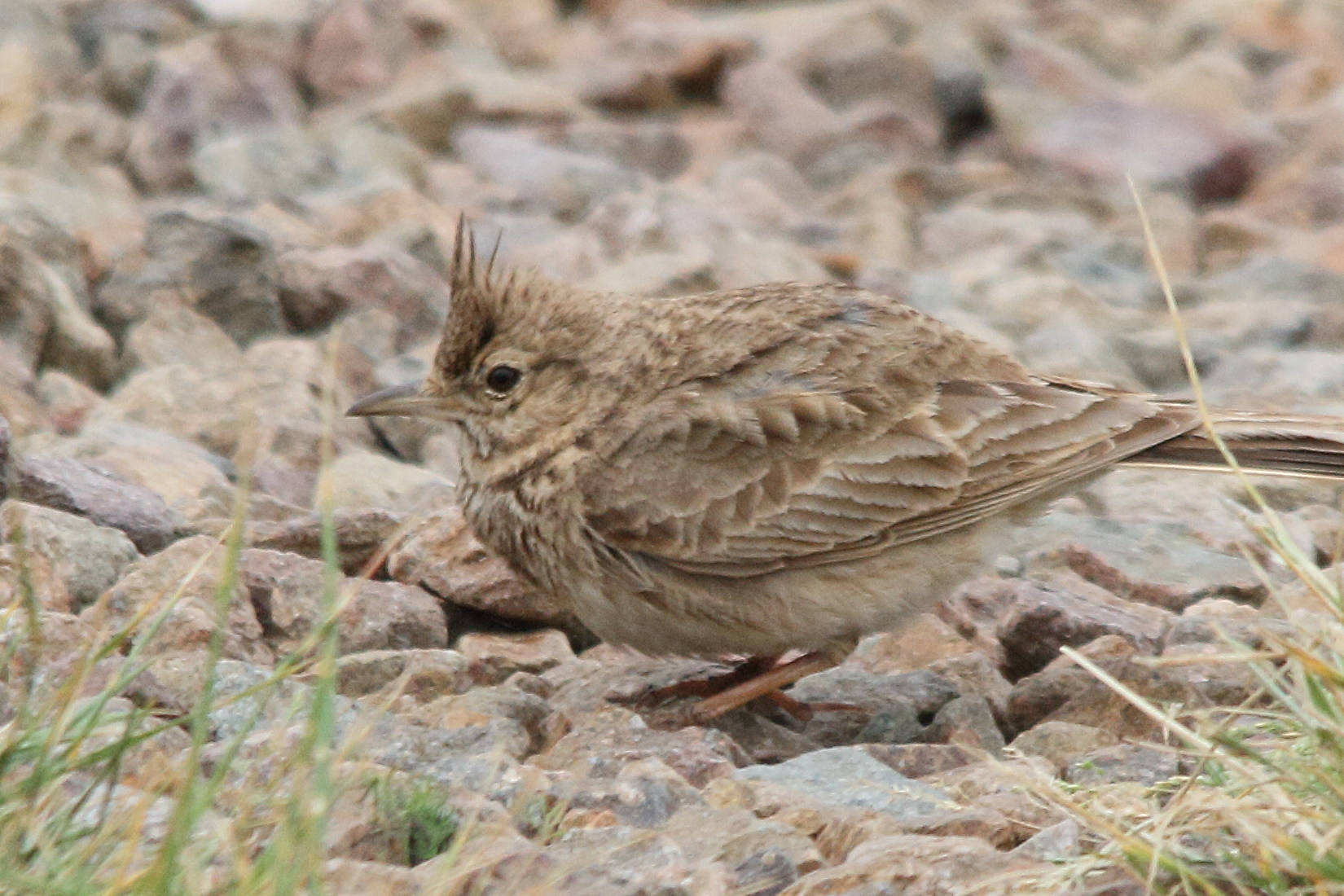 cochevis_huppe_-_galerida_cristata6md
