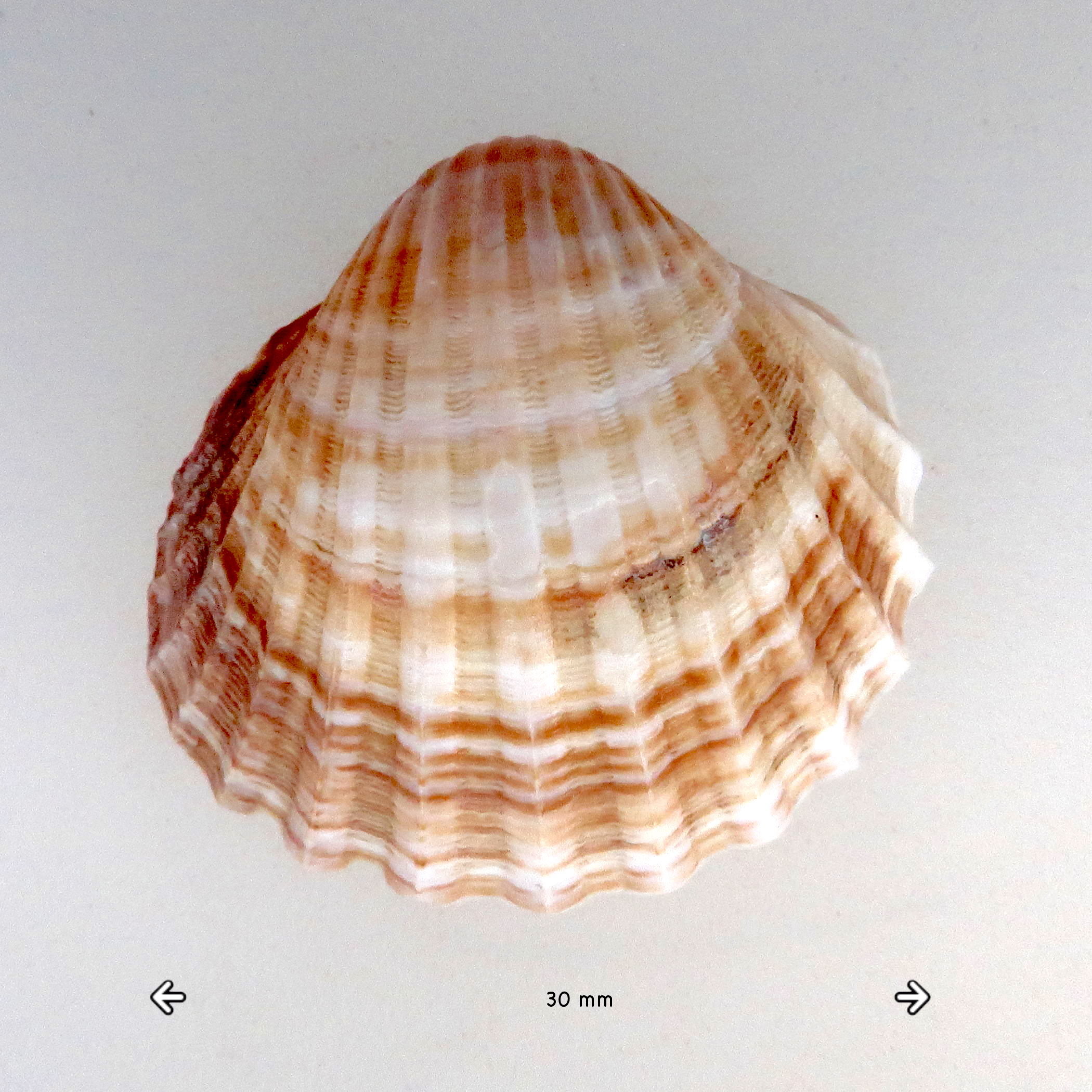 acanthocardia_paucicostata1md