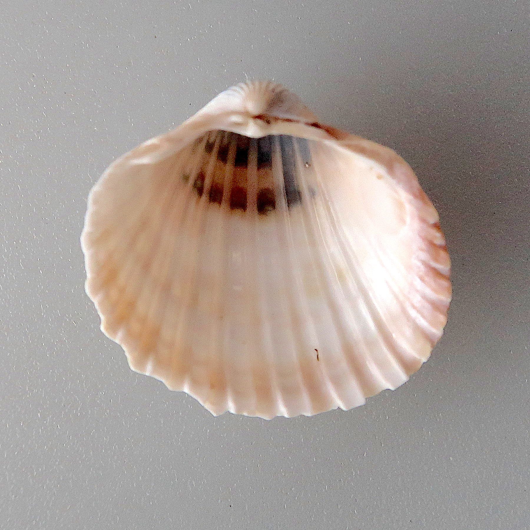 acanthocardia_paucicostata2md