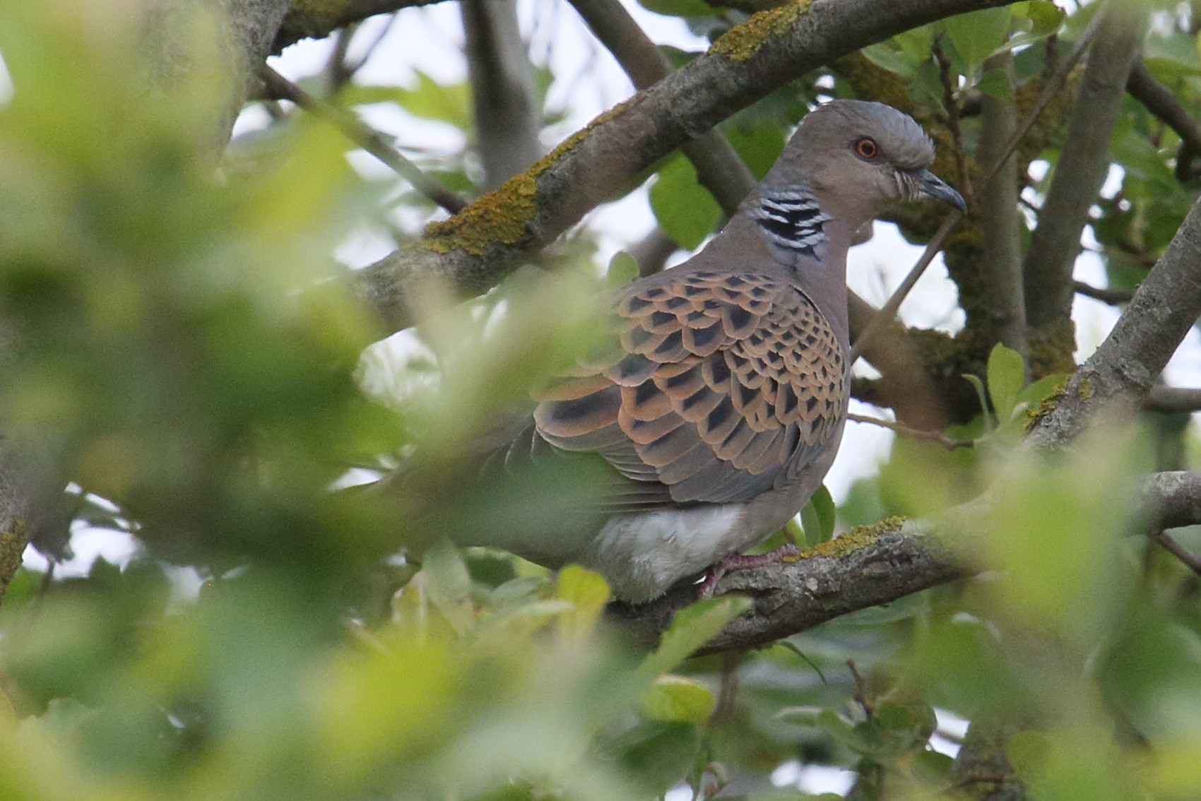 tourterelle_des_bois_-_streptopelia_turtur4bd