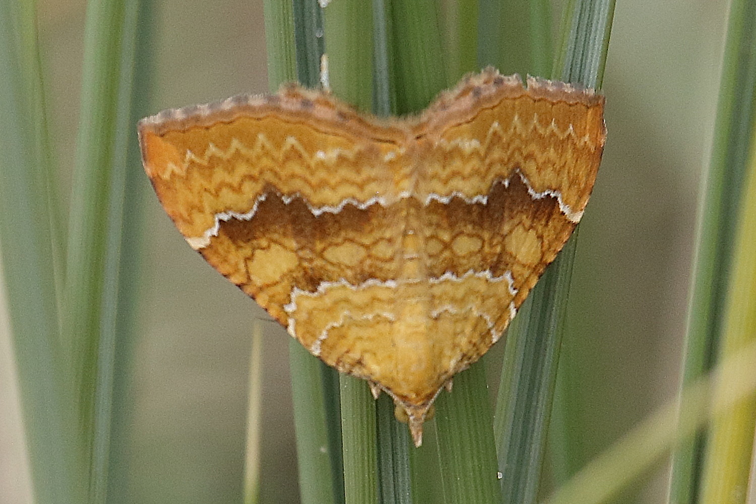 Afficher le média camptogramma_bilineata5bd camptogramma_bilineata5bd