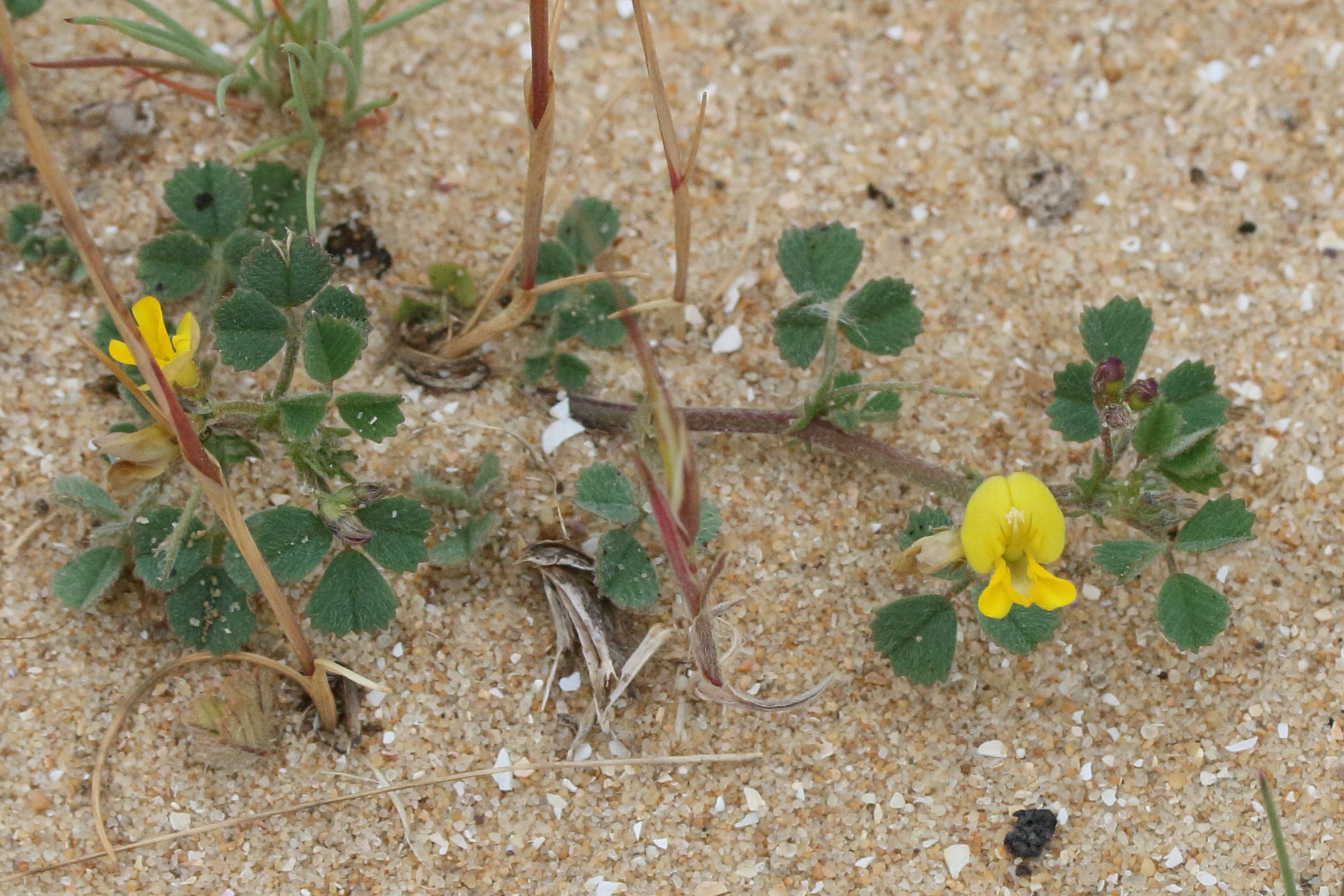 medicago_littoralis1md
