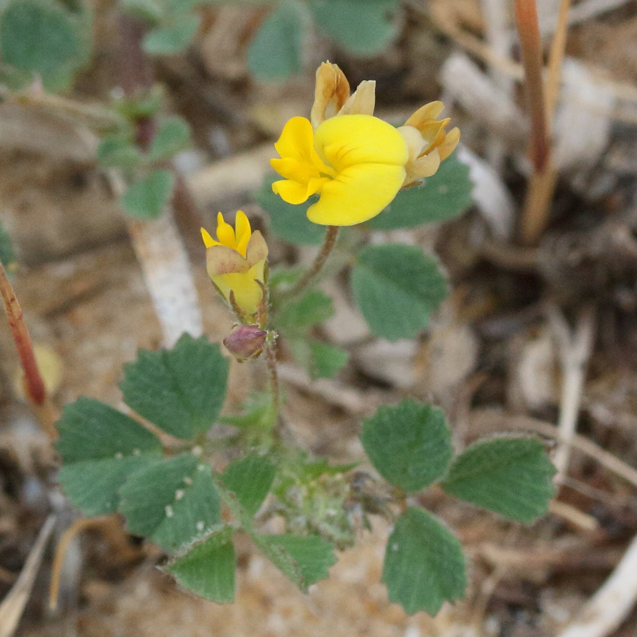 medicago_littoralis2md