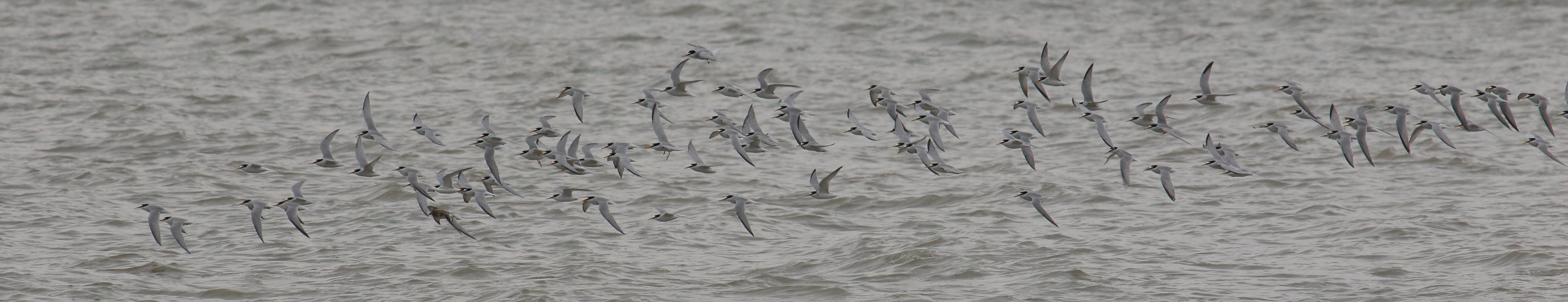 sterne_naine_-_sternula_albifrons5bd