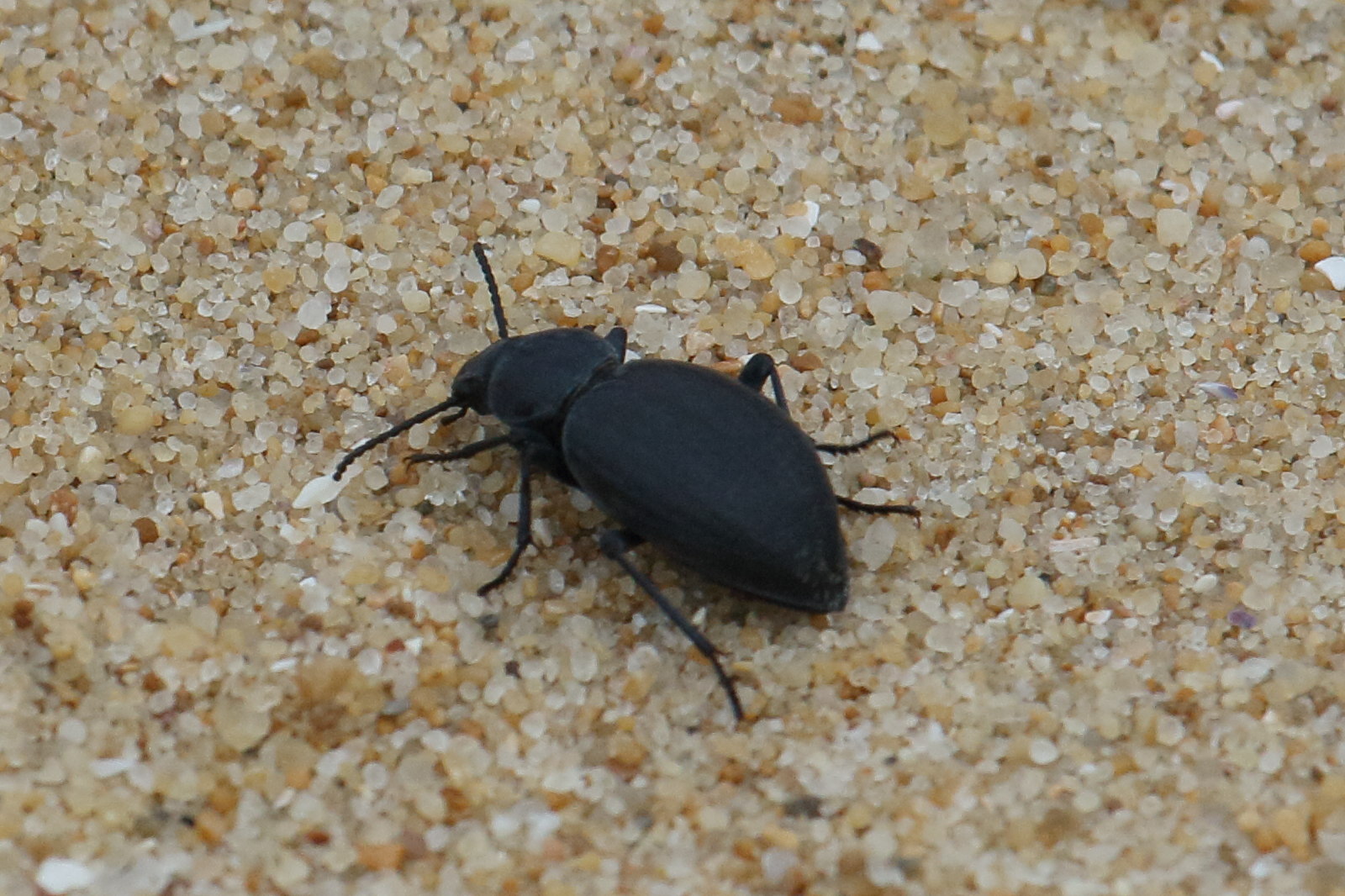 tentyria_interrupta2bd