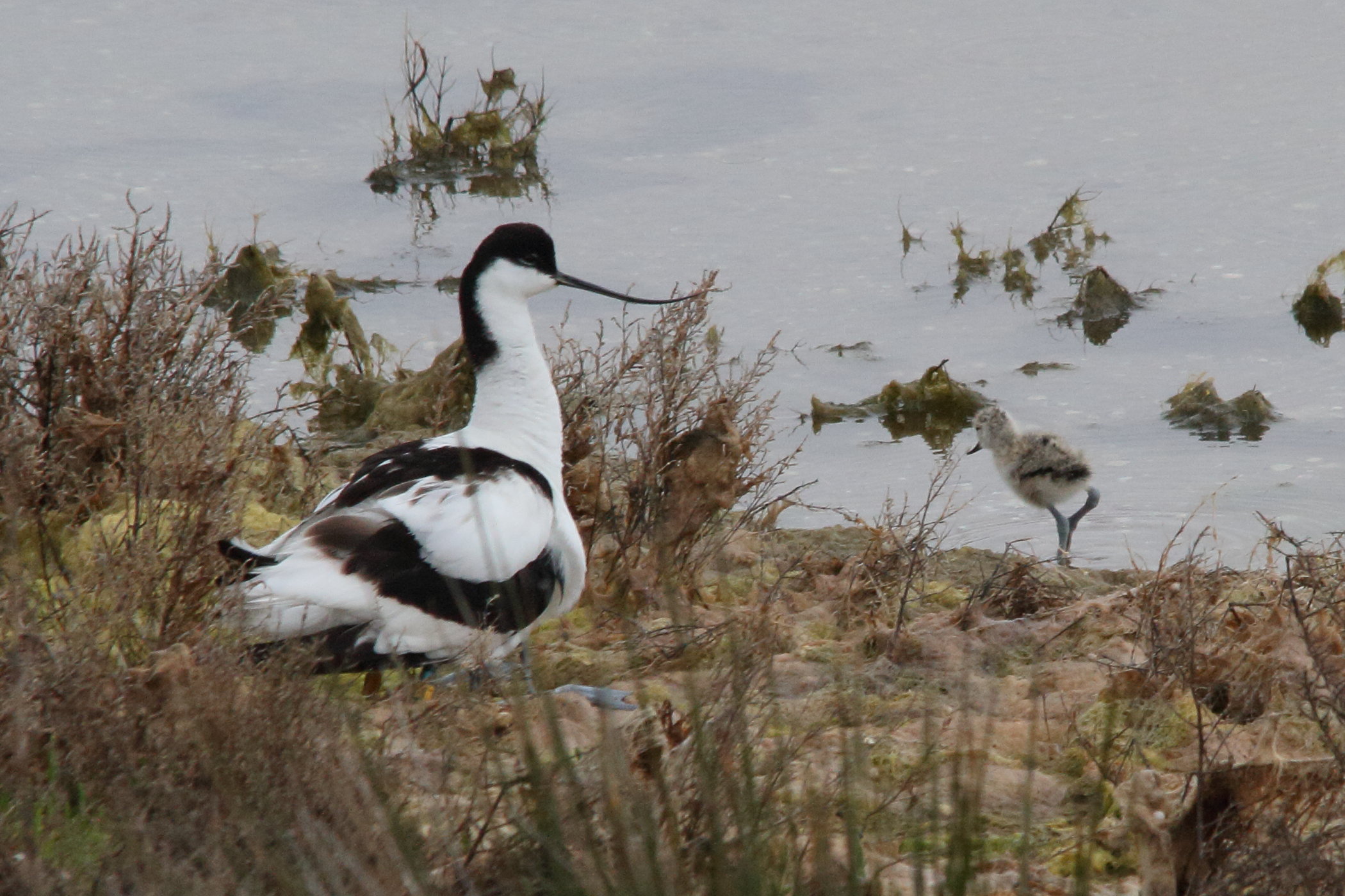 Afficher le média avocette_elegante_-_recurvirostra_avosetta10md avocette_elegante_-_recurvirostra_avosetta10md