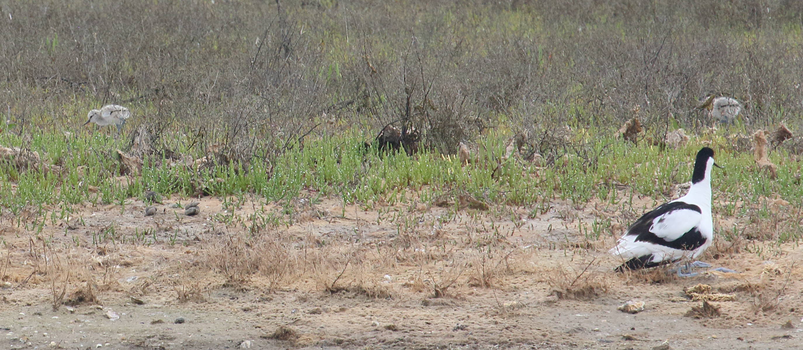 Afficher le média avocette_elegante_-_recurvirostra_avosetta8bd avocette_elegante_-_recurvirostra_avosetta8bd