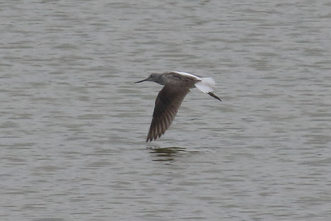 chevalier_aboyeur_-_tringa_nebularia9bd