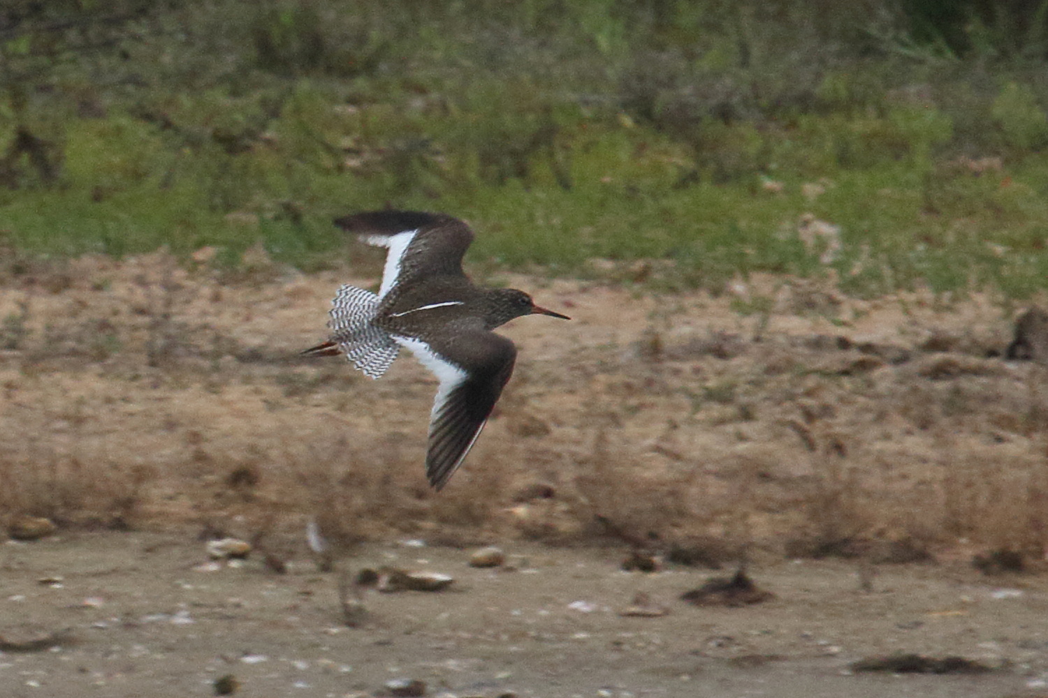 chevalier_gambette_-_tringa_totanus7bd