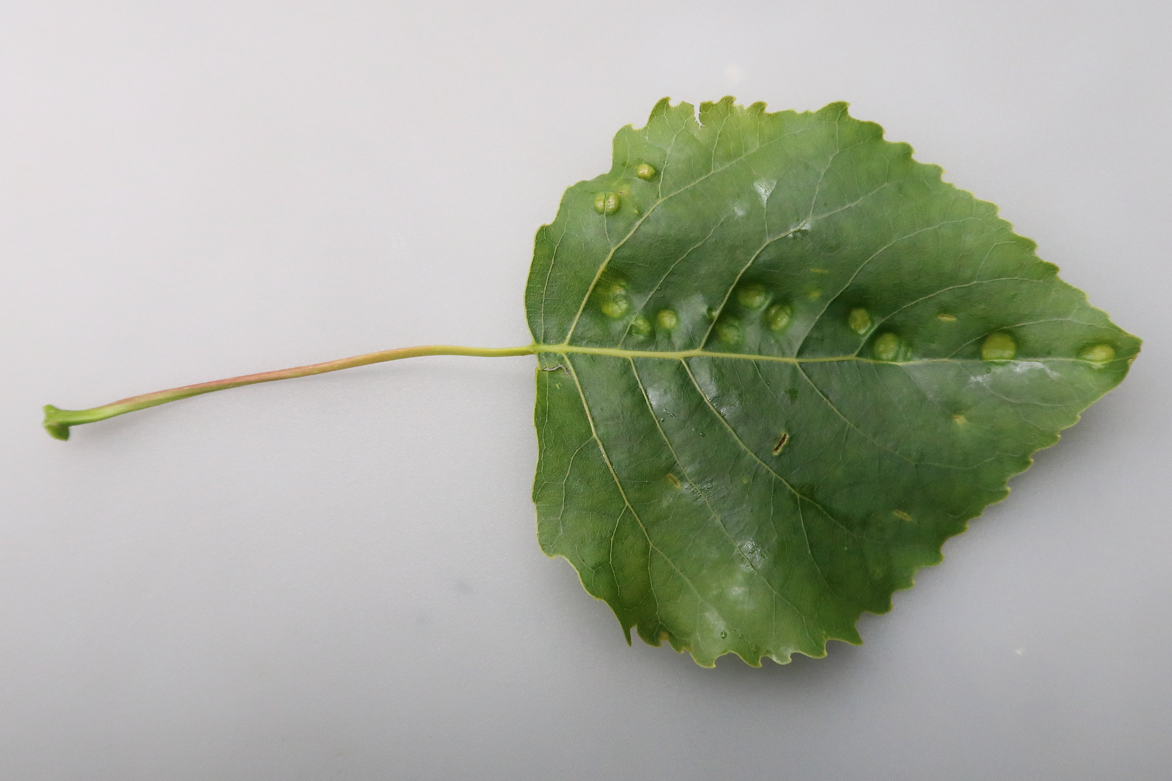 phyllocoptes_populi_galle3md