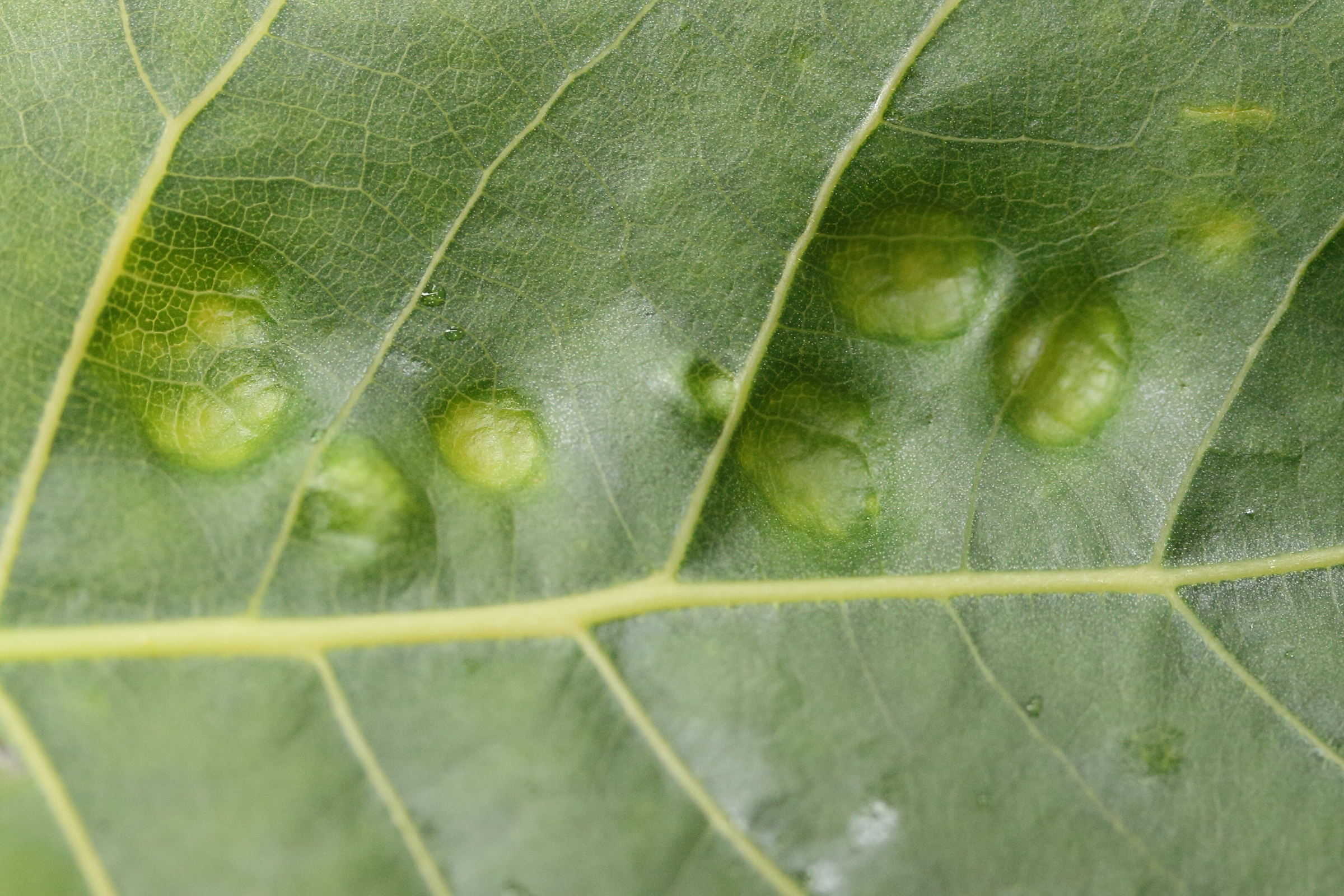 phyllocoptes_populi_galle4md