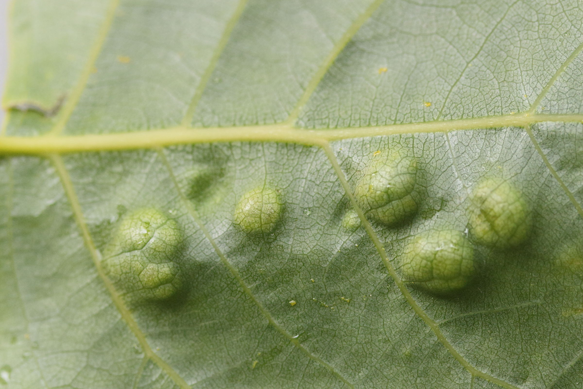 phyllocoptes_populi_galle5md