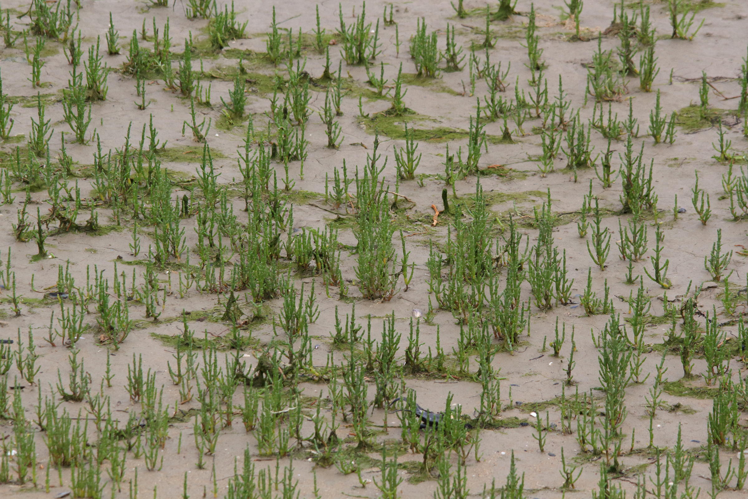 Afficher le média salicornia_europaea5md salicornia_europaea5md