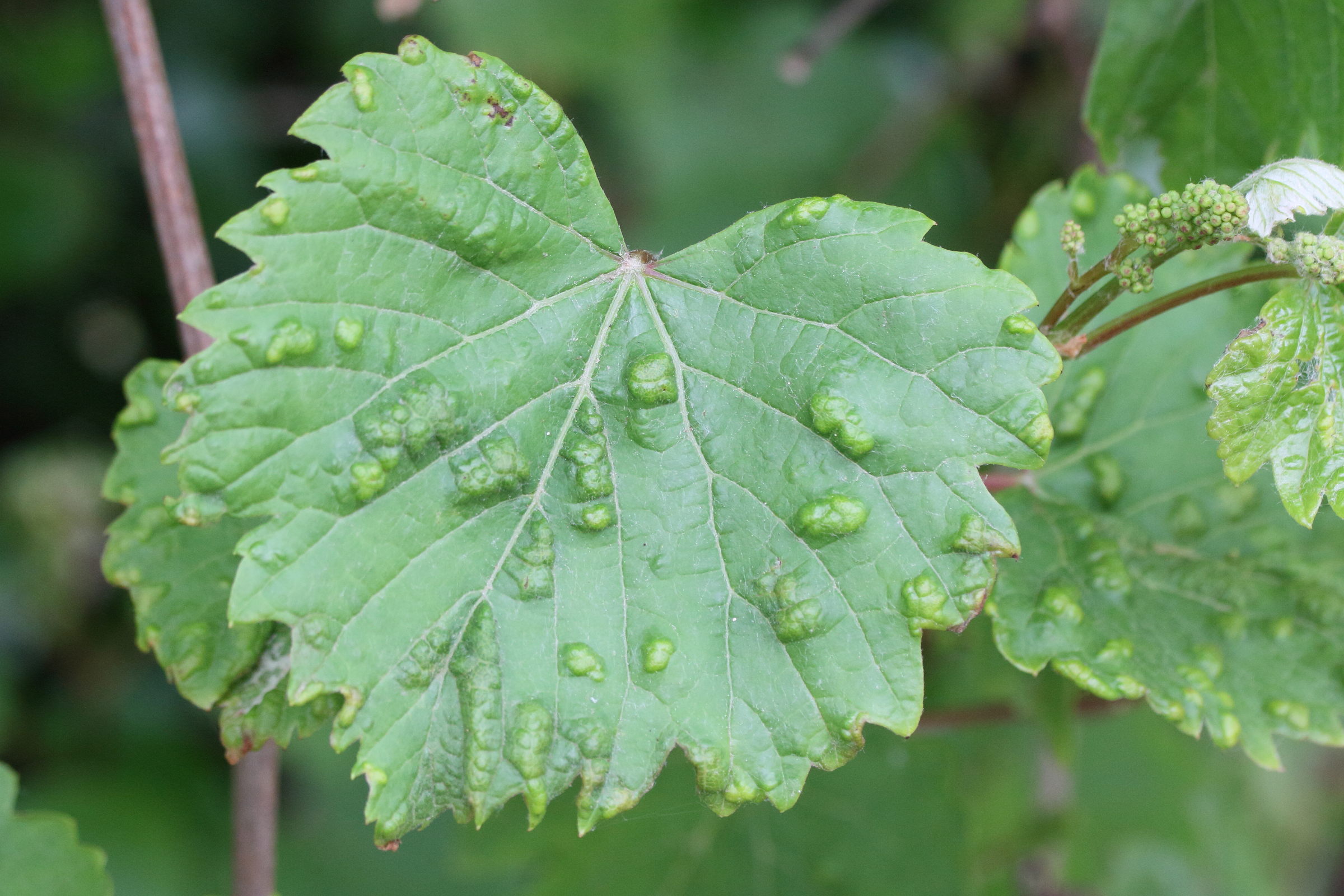 Afficher le média colomerus_vitis_galle1md colomerus_vitis_galle1md