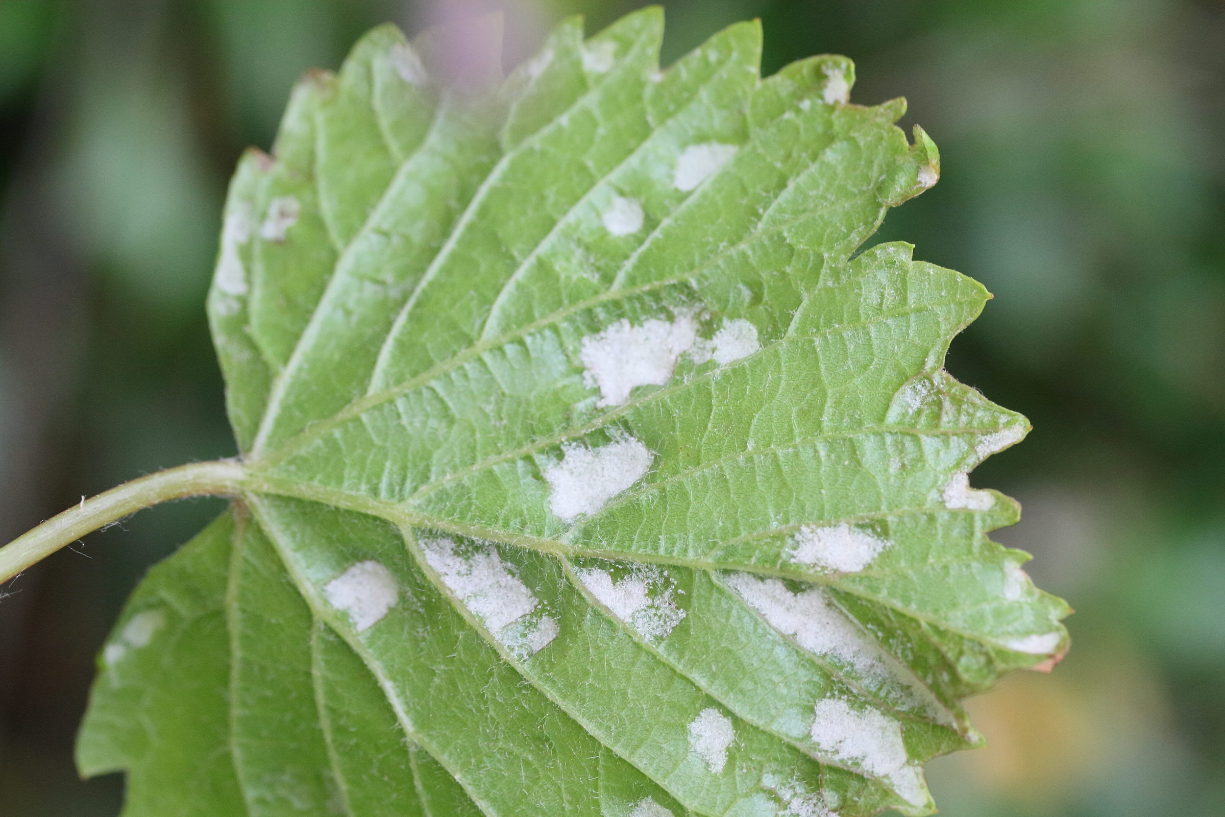 Afficher le média colomerus_vitis_galle2md colomerus_vitis_galle2md