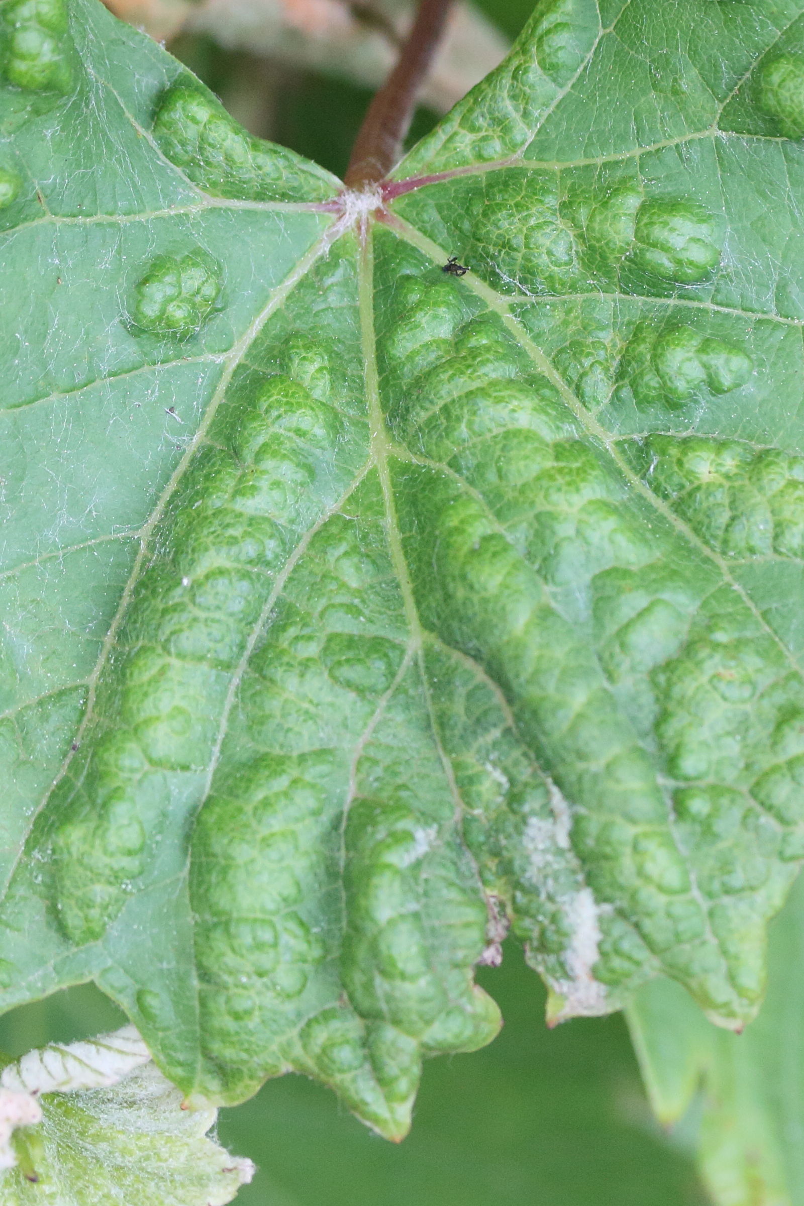 Afficher le média colomerus_vitis_galle3md colomerus_vitis_galle3md