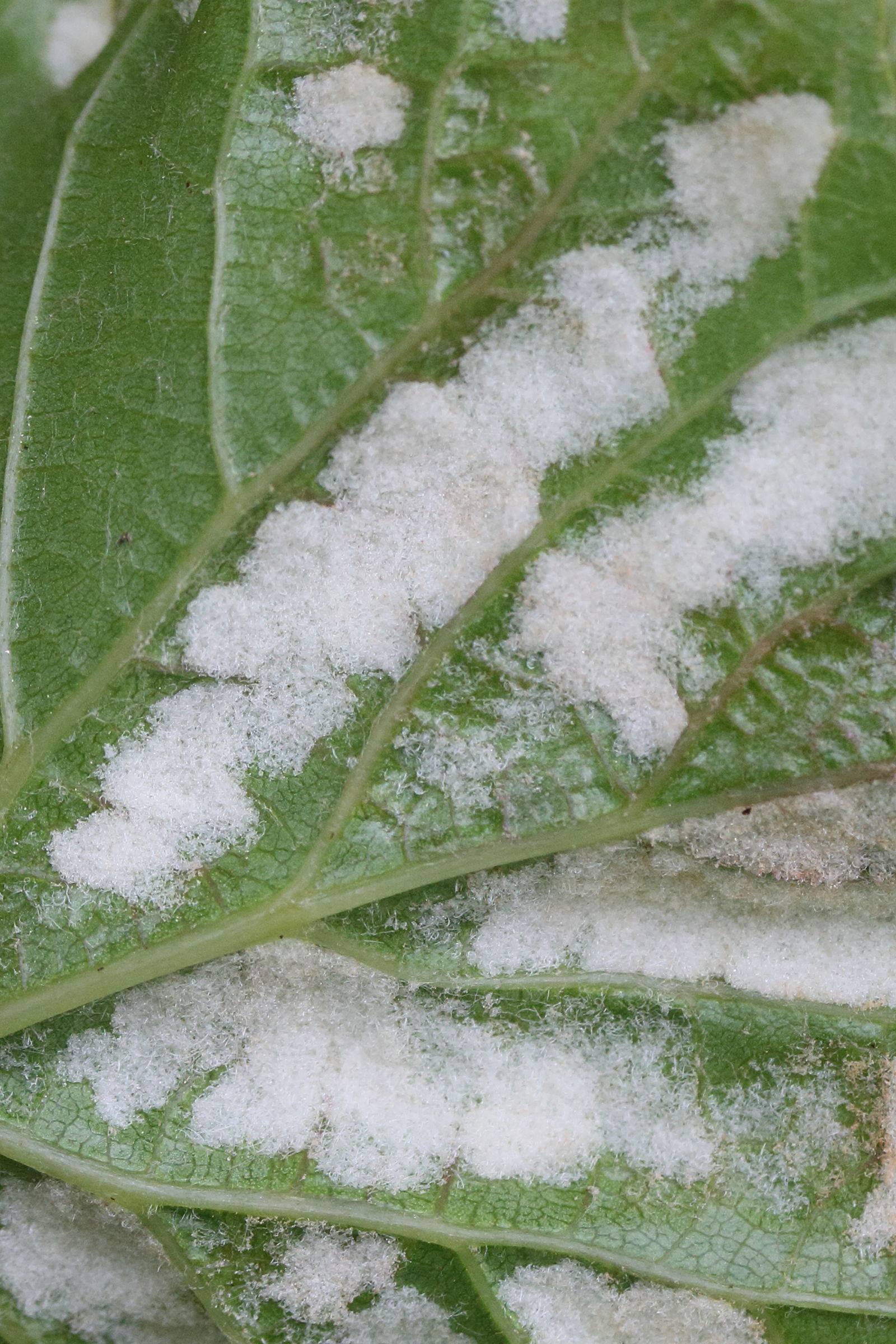 Afficher le média colomerus_vitis_galle4md colomerus_vitis_galle4md