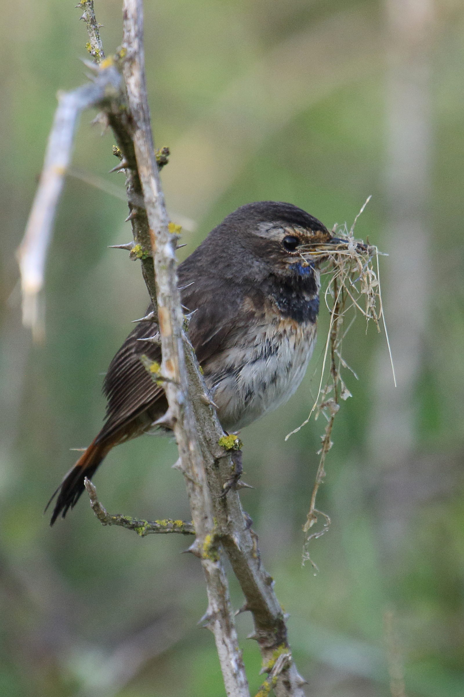 gorgebleue_a_miroir_-_luscinia_svecica5bd