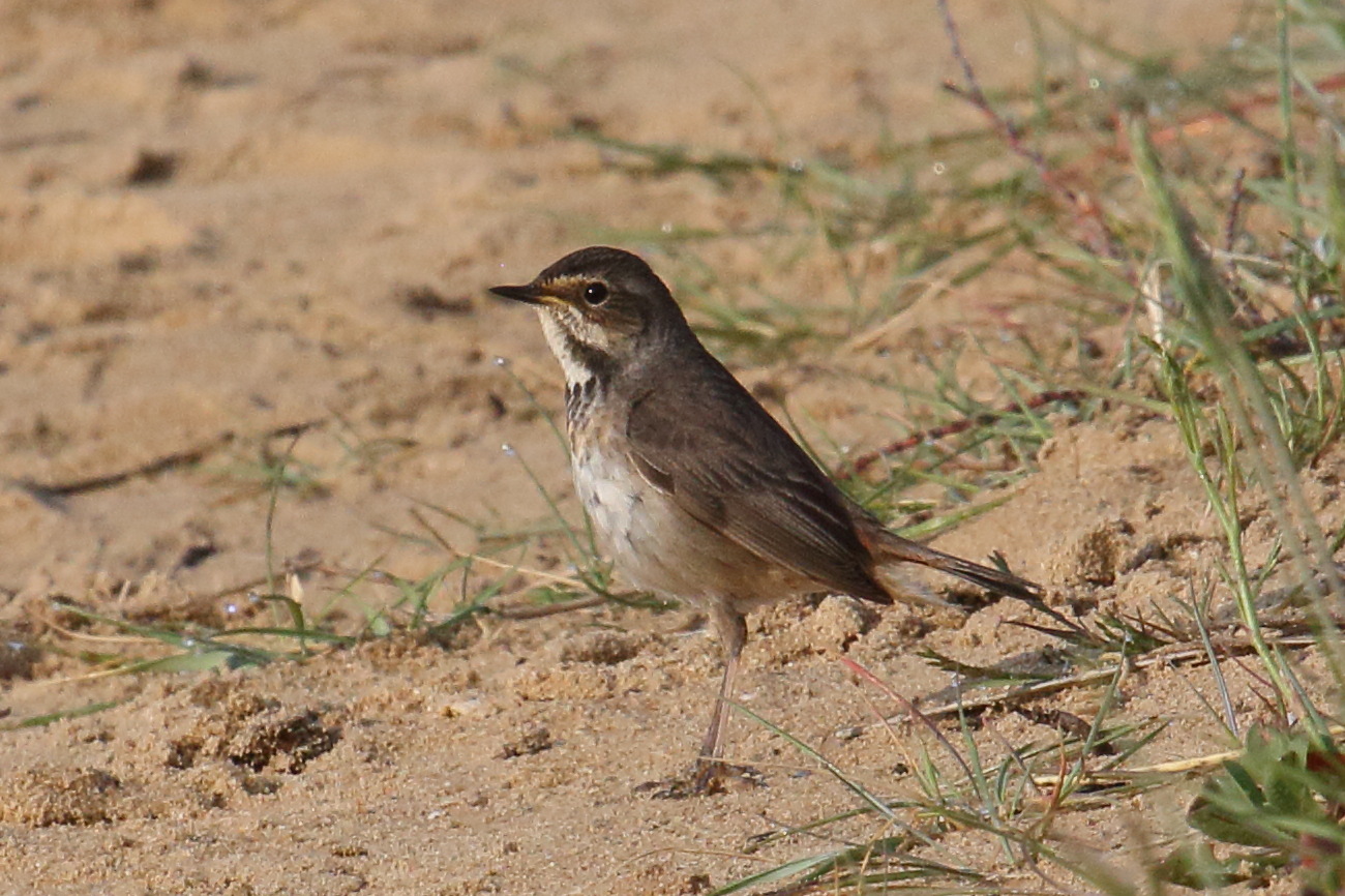 gorgebleue_a_miroir_-_luscinia_svecica6bd