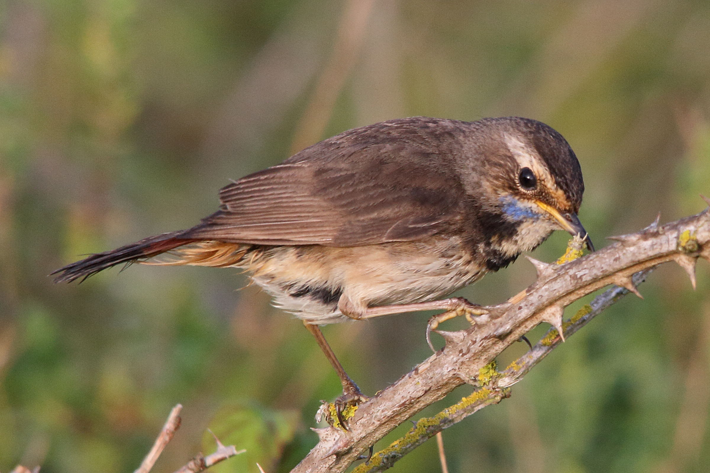 gorgebleue_a_miroir_-_luscinia_svecica7md