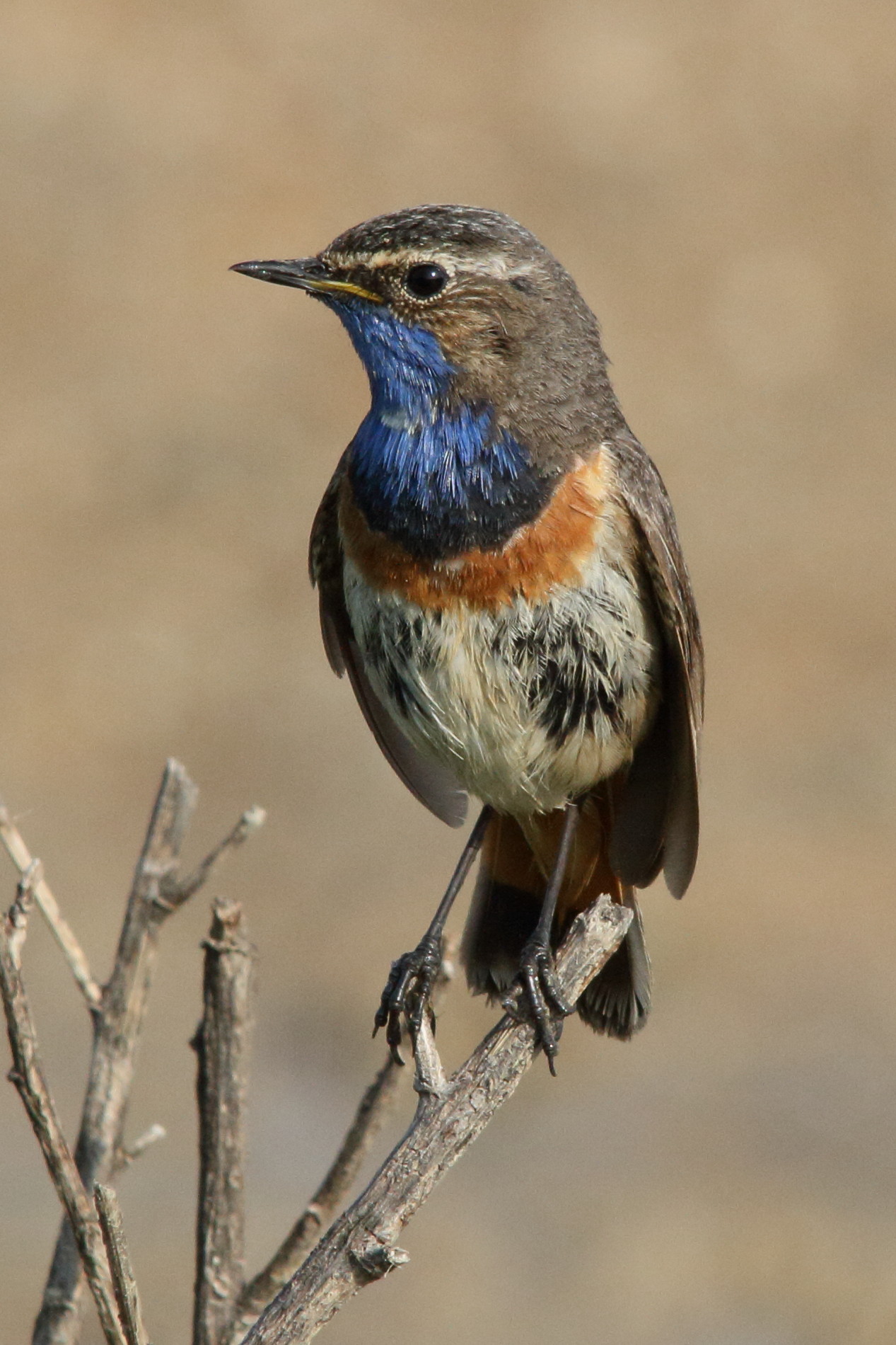 gorgebleue_a_miroir_-_luscinia_svecica8md