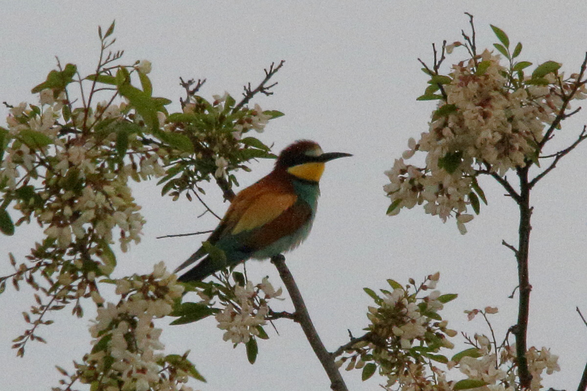 guepier_d-europe_-_merops_apiaster6md