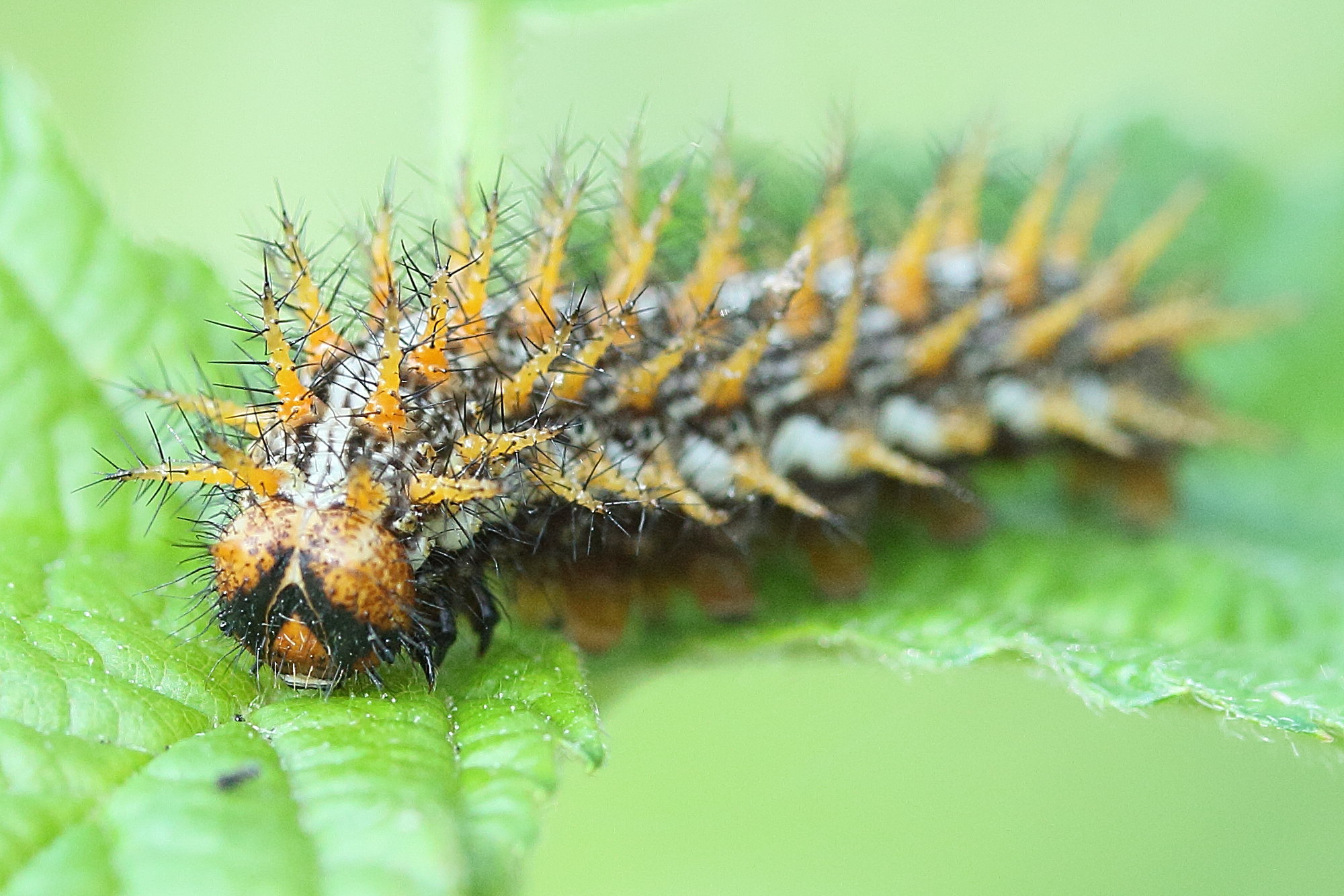 brenthis_daphne_ch2md