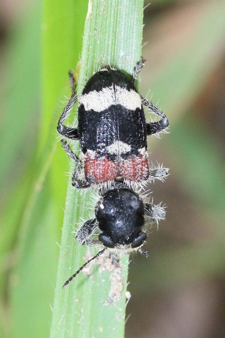 clerus_mutilarius3md