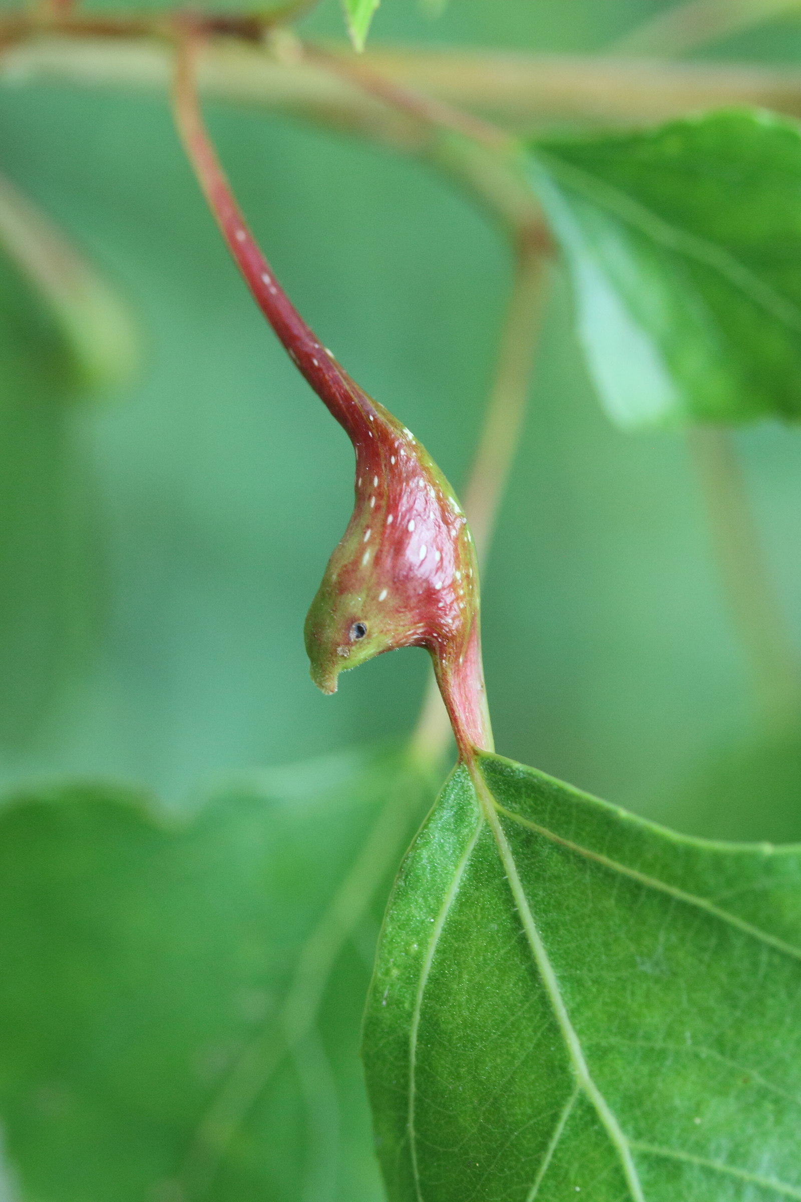 Afficher le média pemphigus_bursarius5md pemphigus_bursarius5md