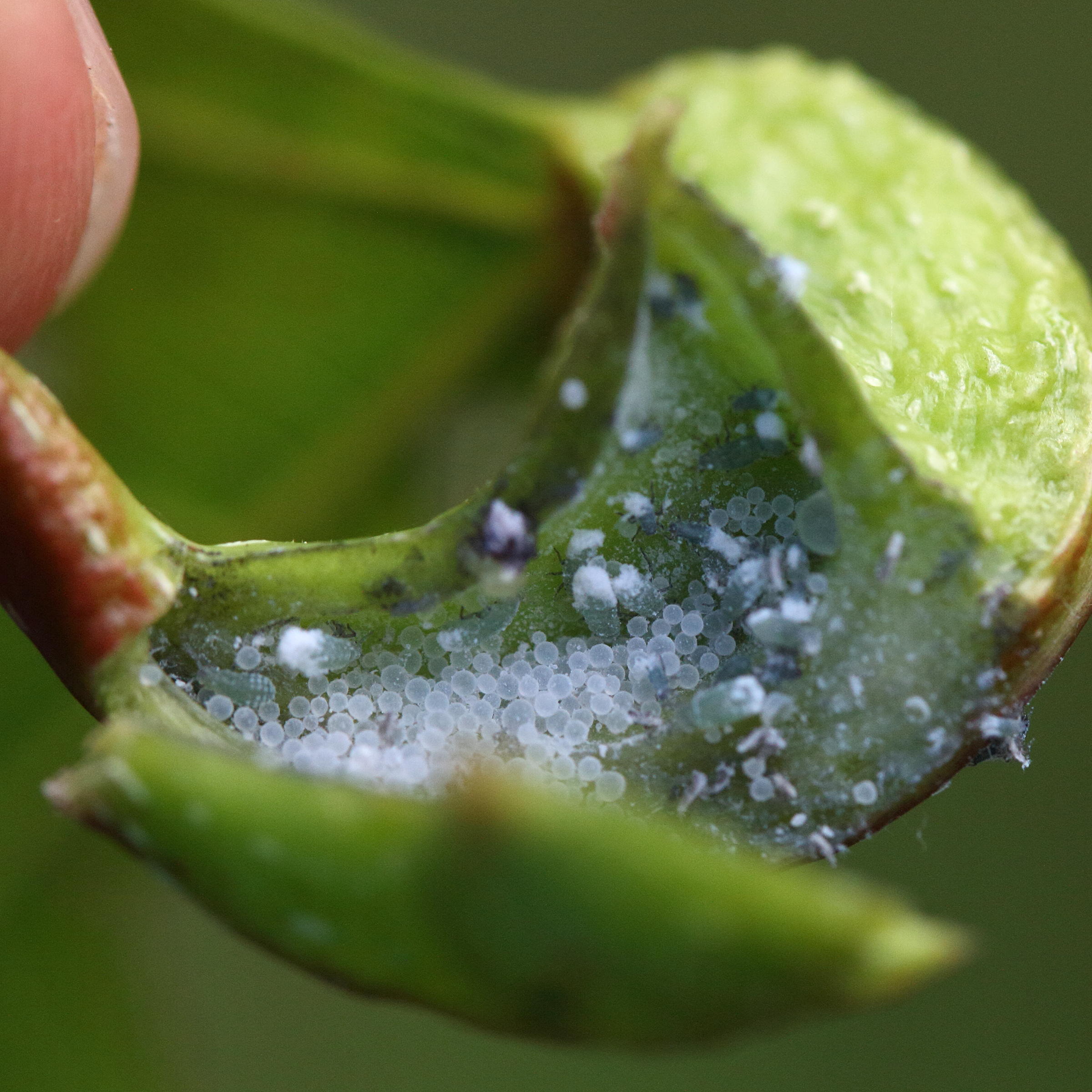 Afficher le média pemphigus_bursarius6md pemphigus_bursarius6md