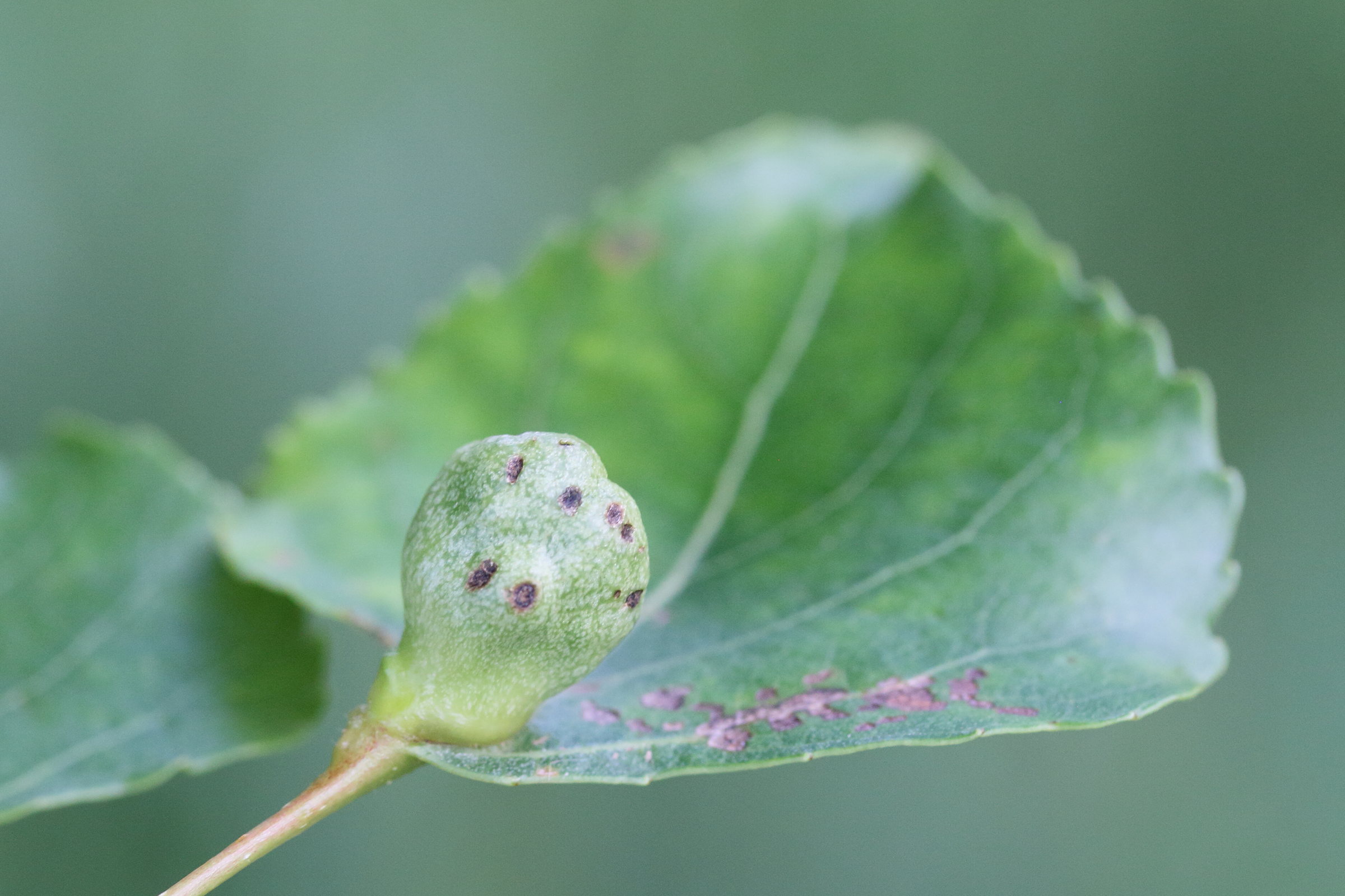 pemphigus_populi_galle1md