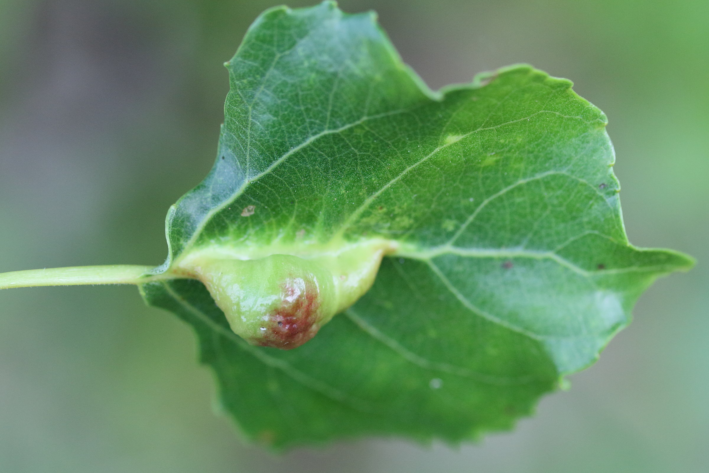 pemphigus_populi_galle2md