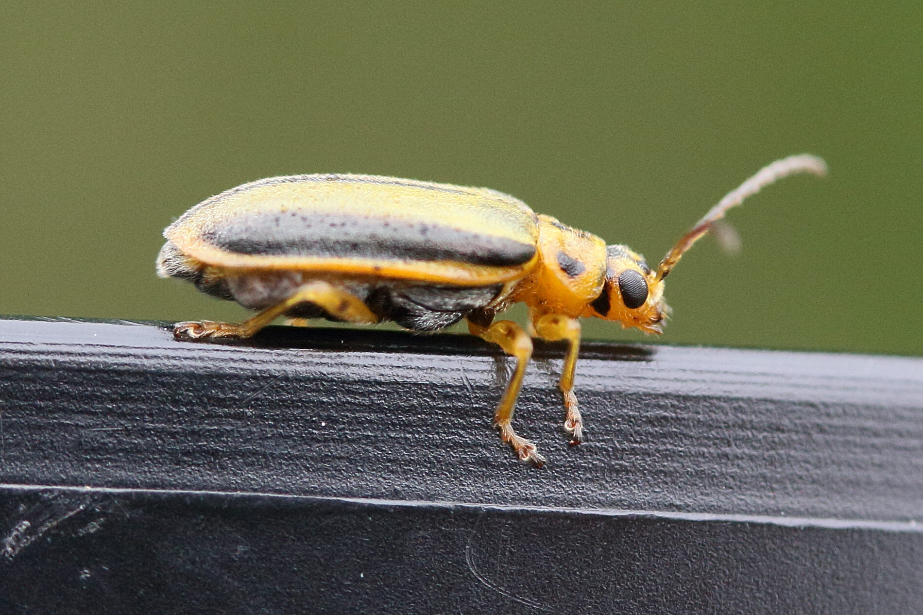 xanthogaleruca_luteola4md