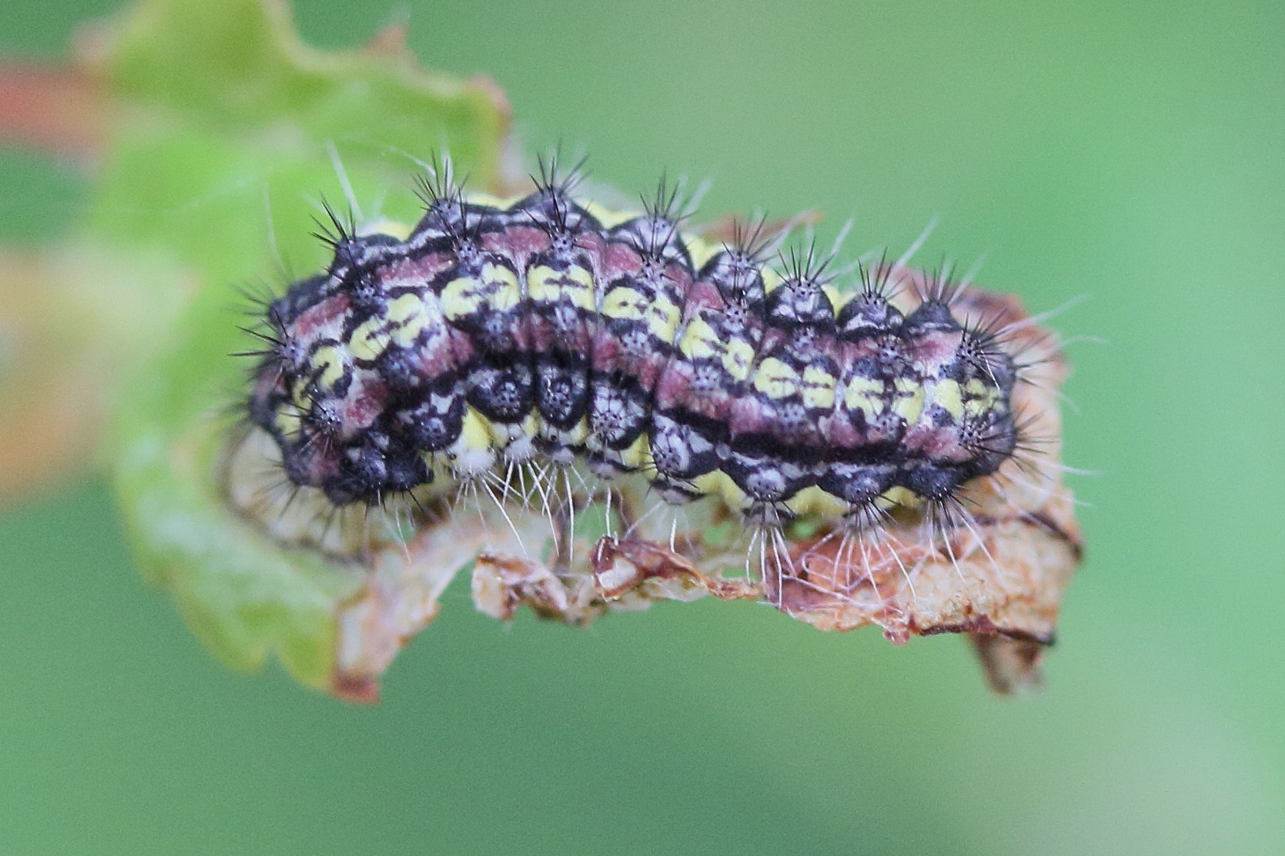 Afficher le média aglaope_infausta_ch1md aglaope_infausta_ch1md