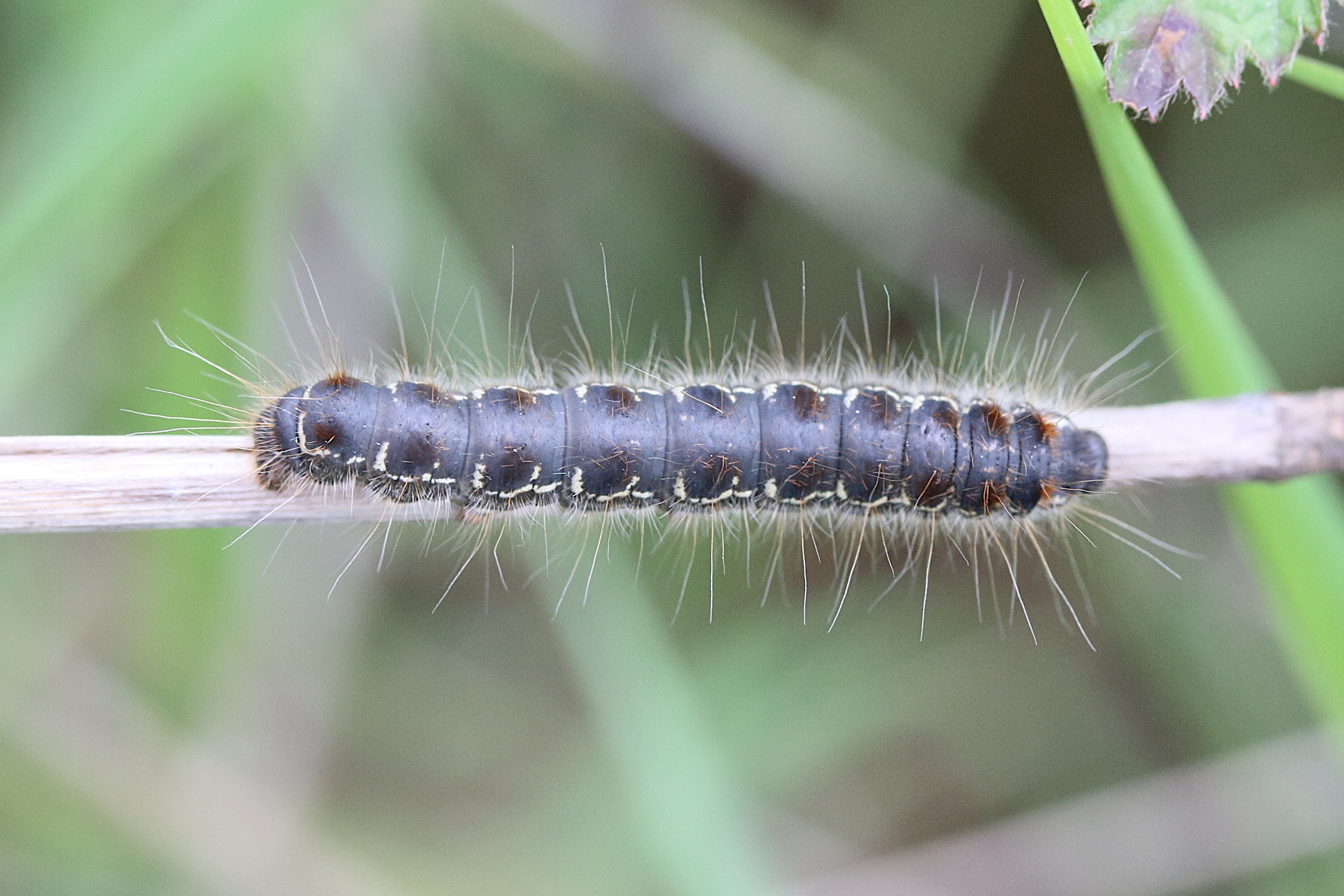 eriogaster_lanestris_ch6md