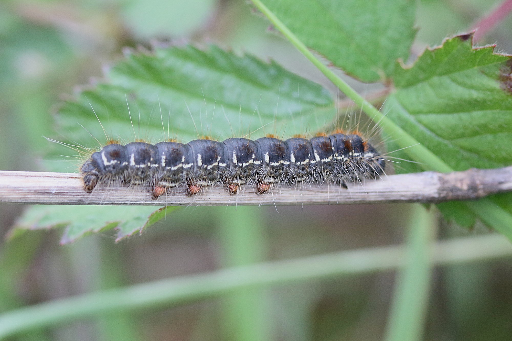 eriogaster_lanestris_ch7md