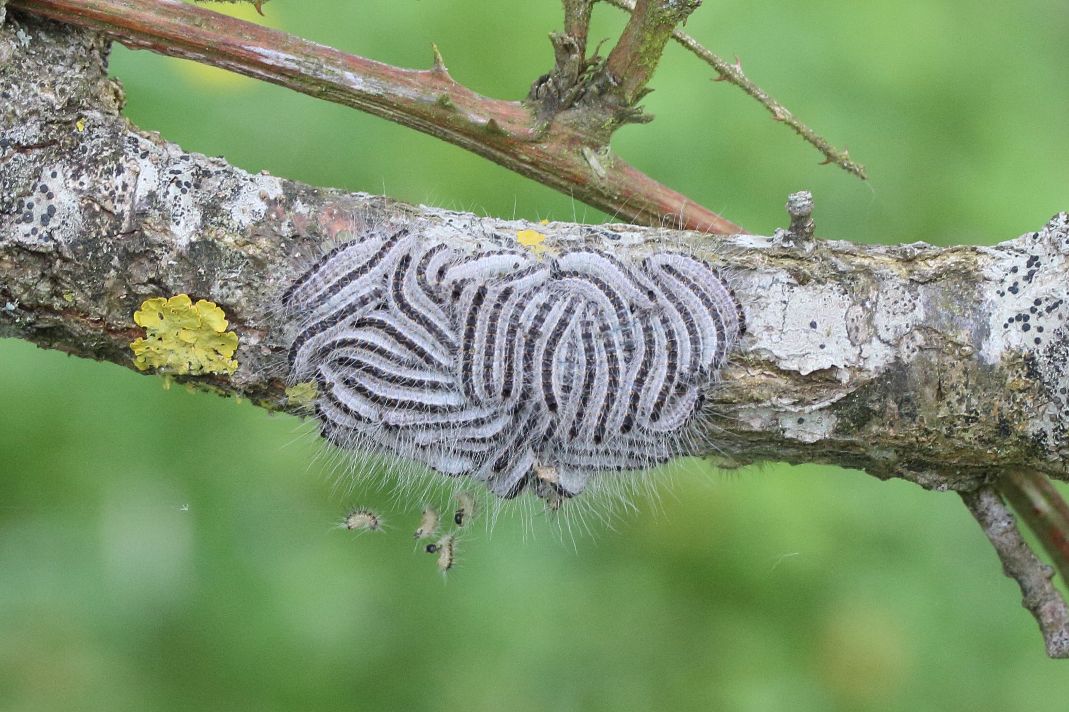 thaumetopoea_processionea1md