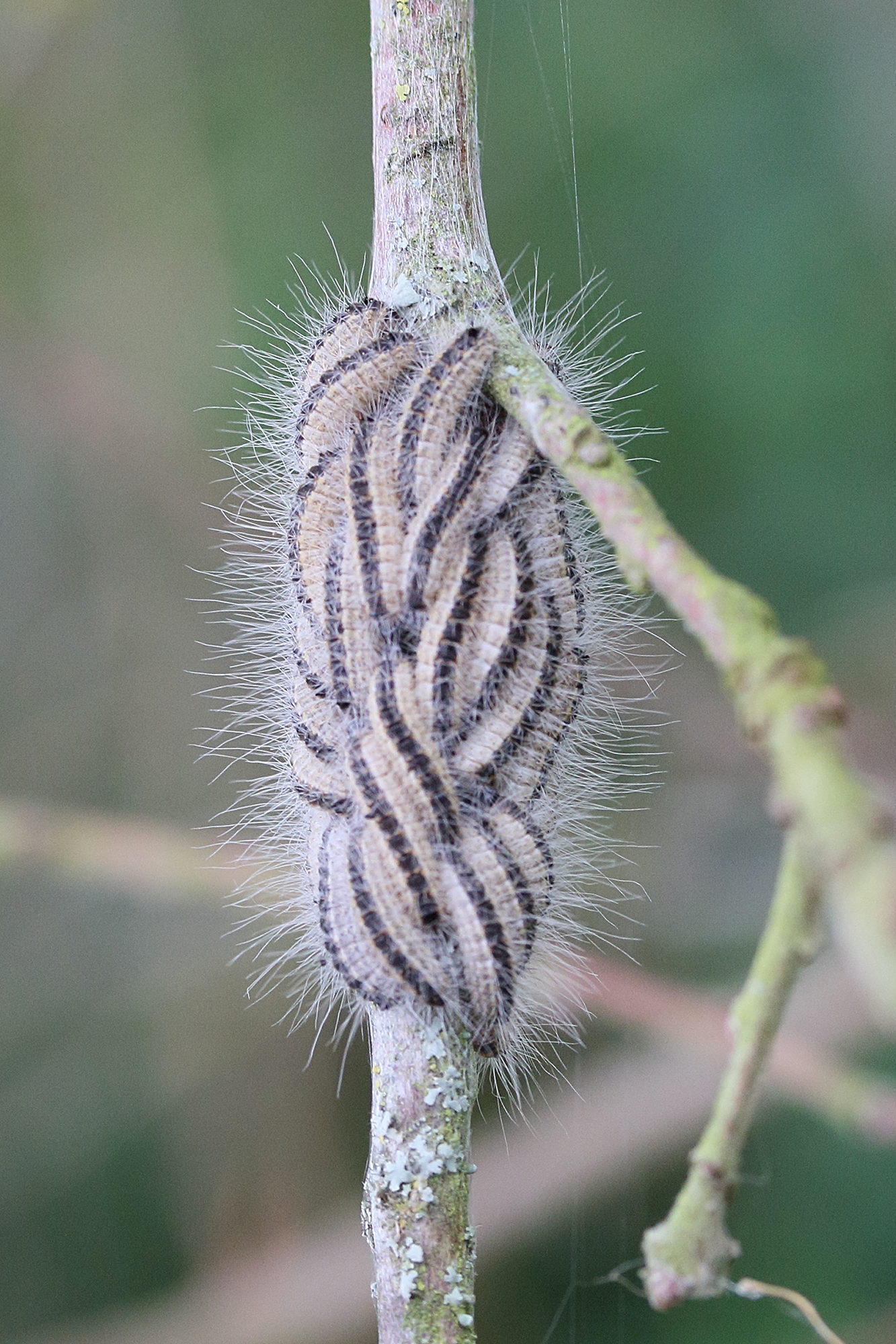 thaumetopoea_processionea2md